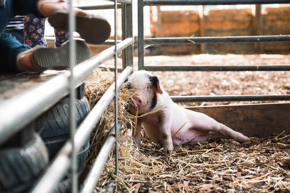 a small pig laying in hay in a pen