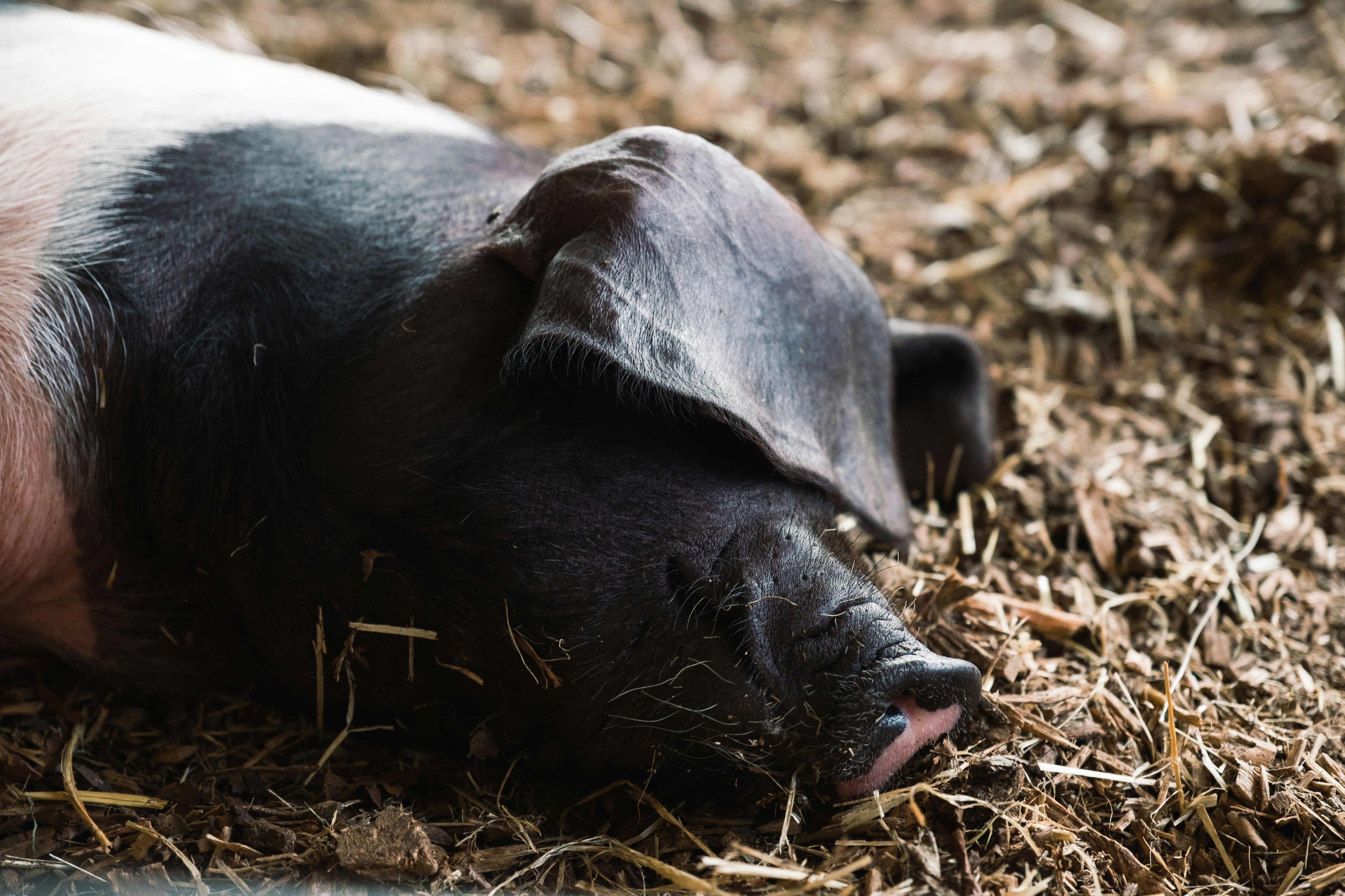 Sleeping Pig