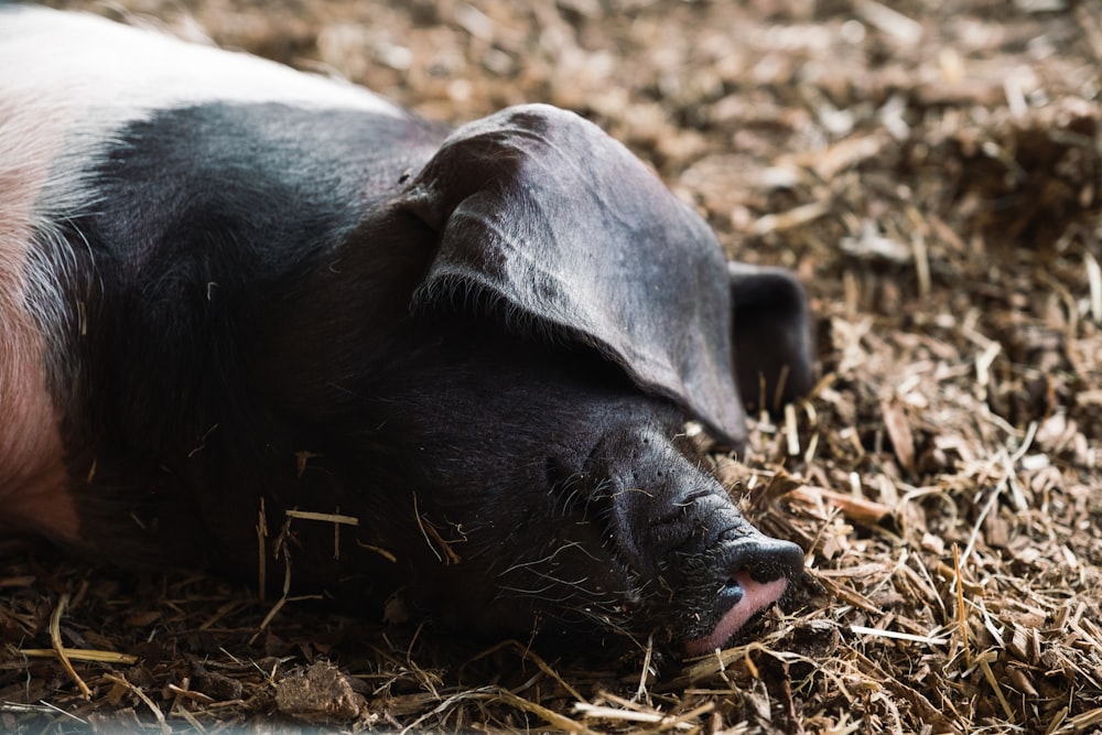 a black and white pig laying on top of dry grass