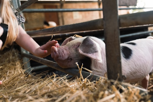 A small pig with black spots is being gently touched on the snout by a child's hand through metal bars. The setting appears to be a barn with straw on the floor and other livestock in the background.