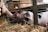 A smiling customer holding a healthy show pig in a sunny barn setting.