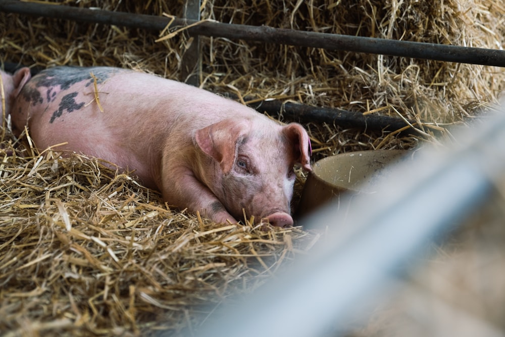 a small pig laying on top of a pile of hay