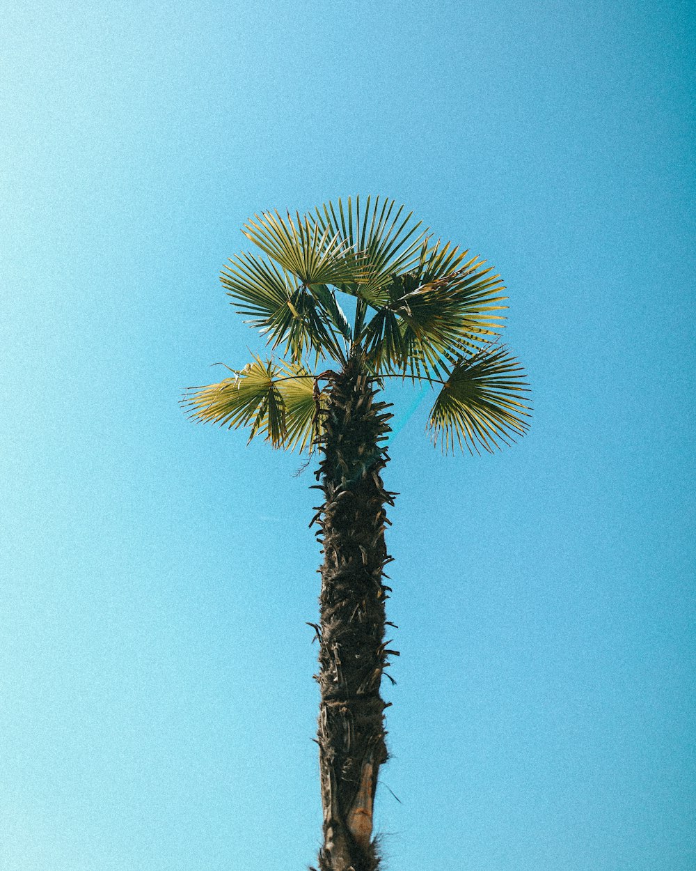 a palm tree with a blue sky in the background