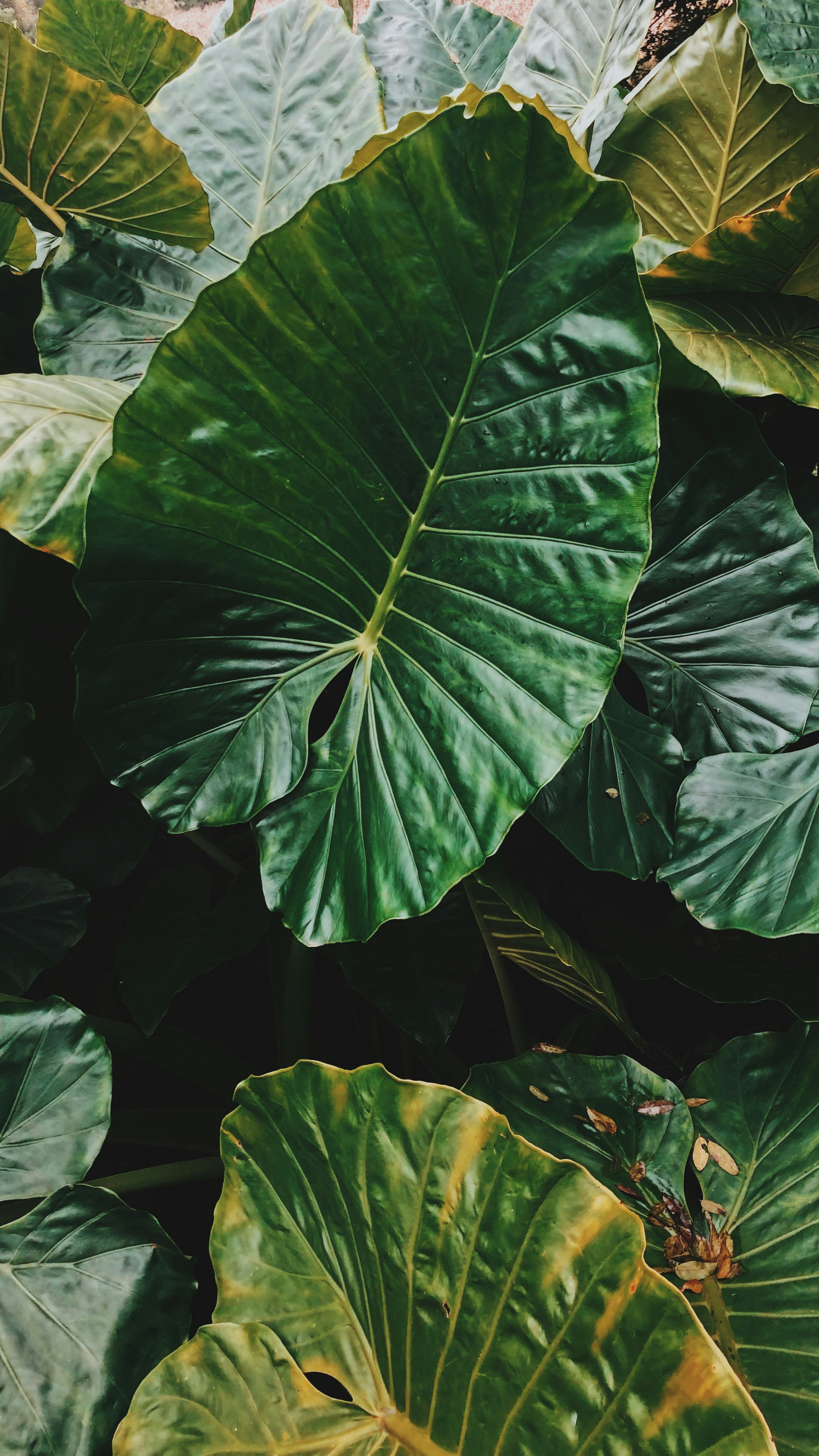 Photo by andreicastanha