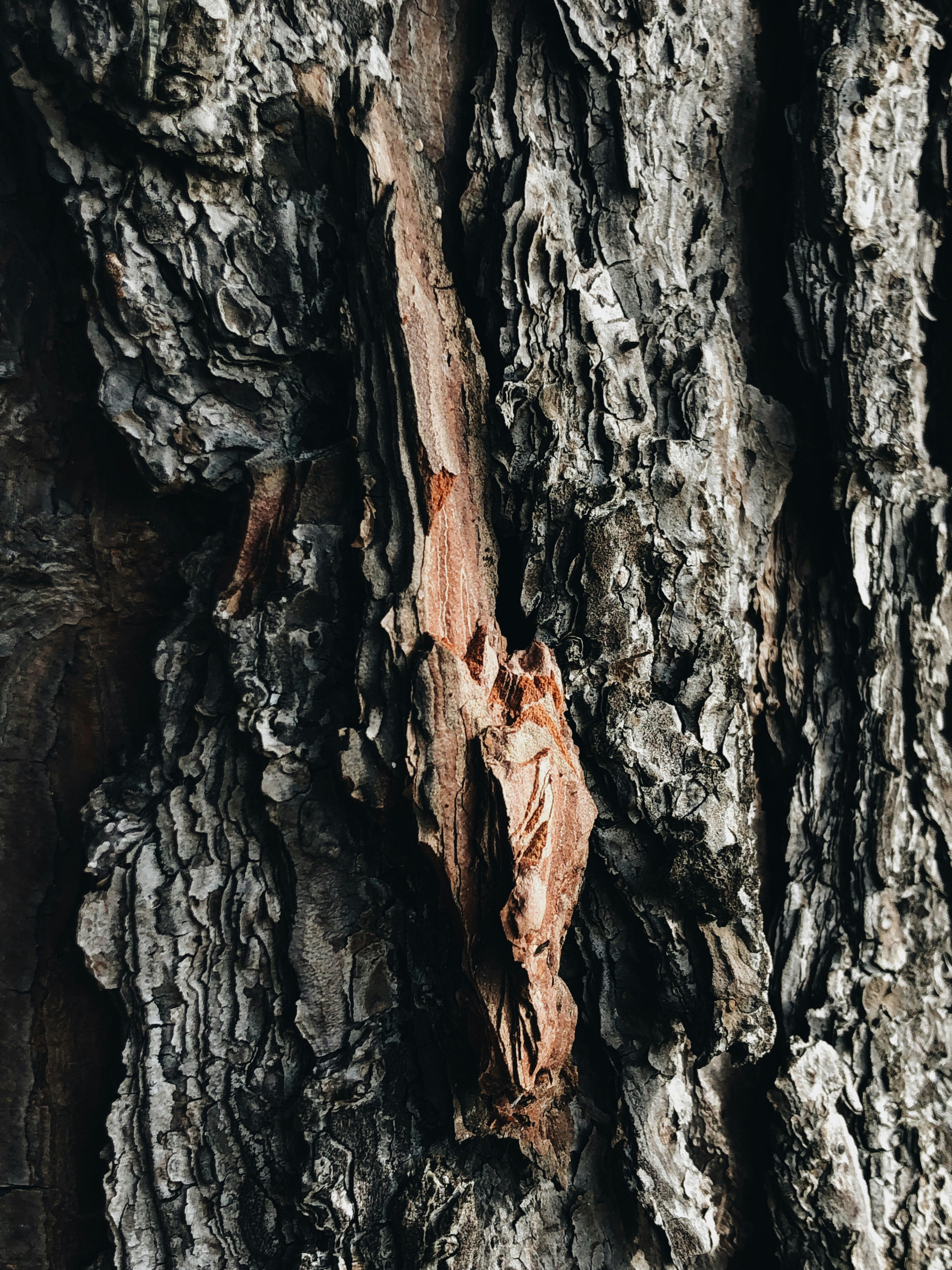 Photo by andreicastanha