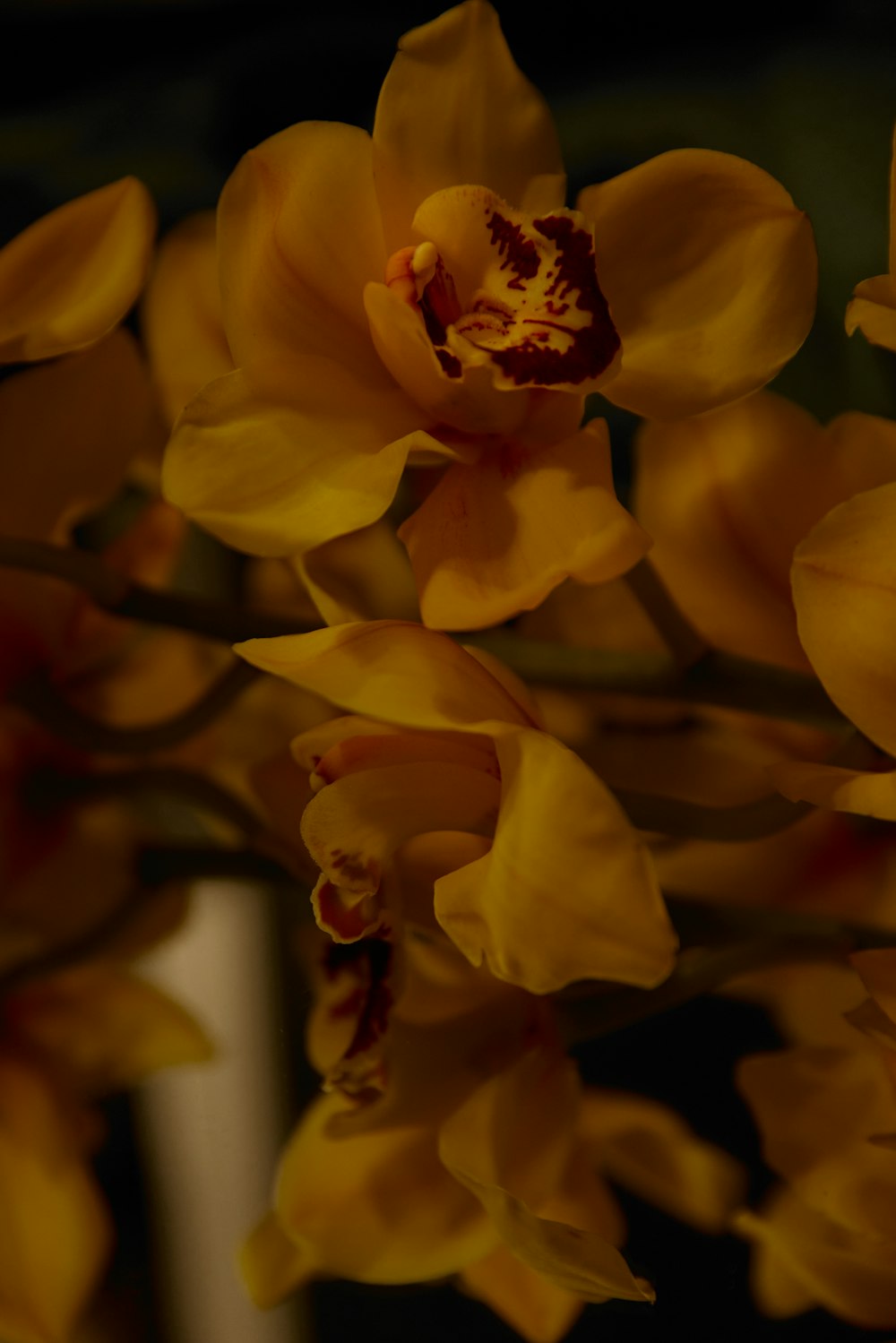 a close up of a bunch of yellow flowers