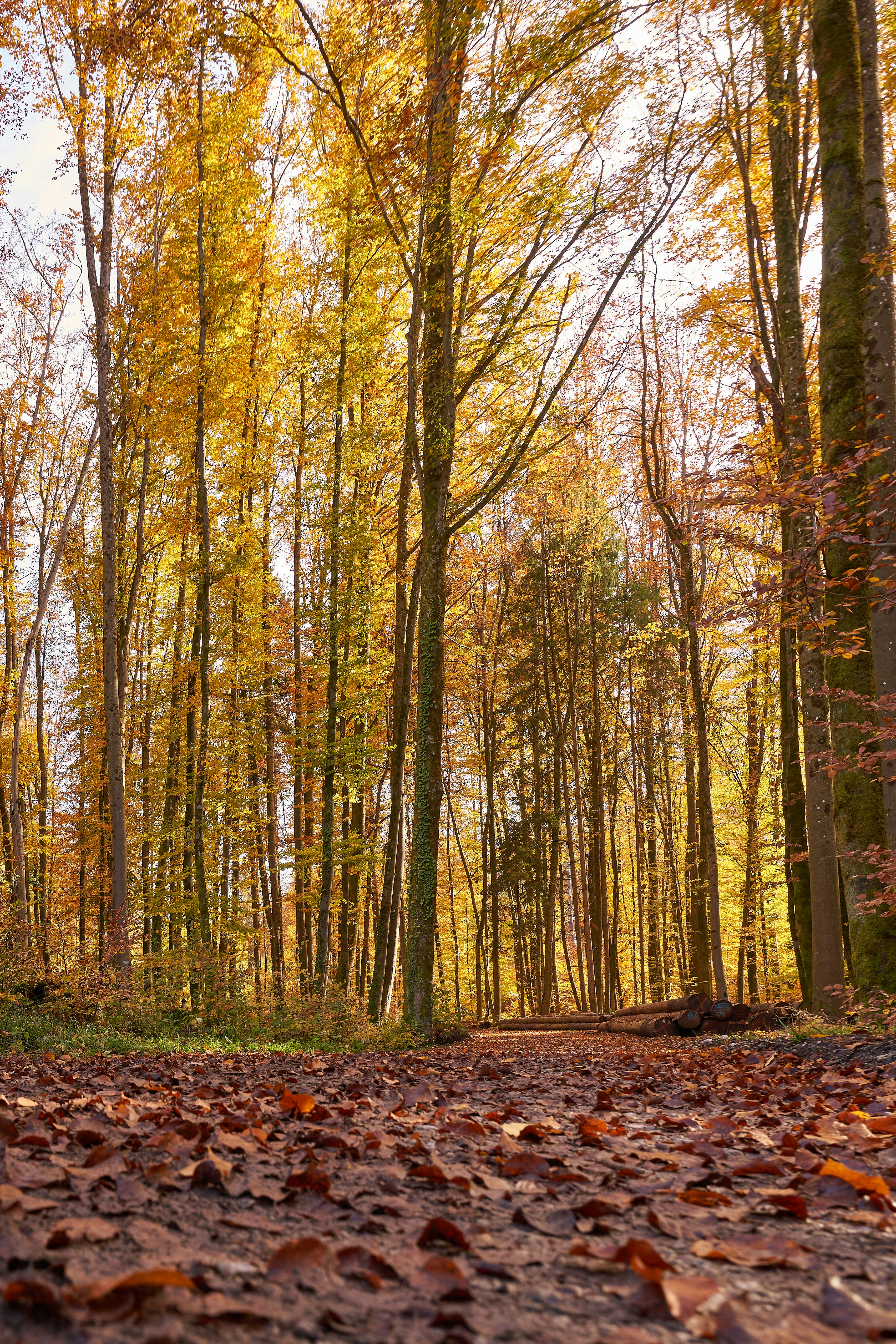 Photo by wolfgang_hasselmann