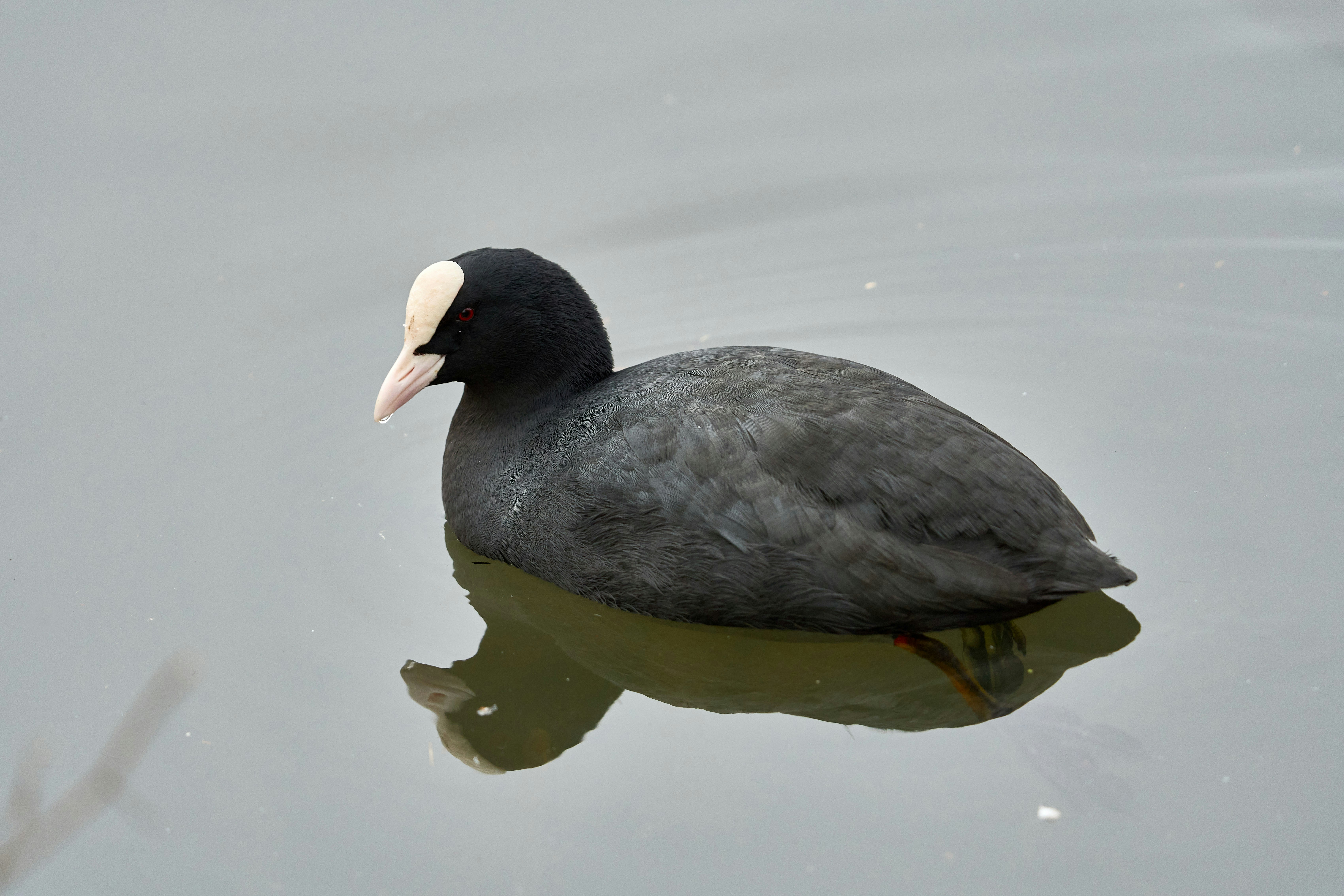 Photo by wolfgang_hasselmann