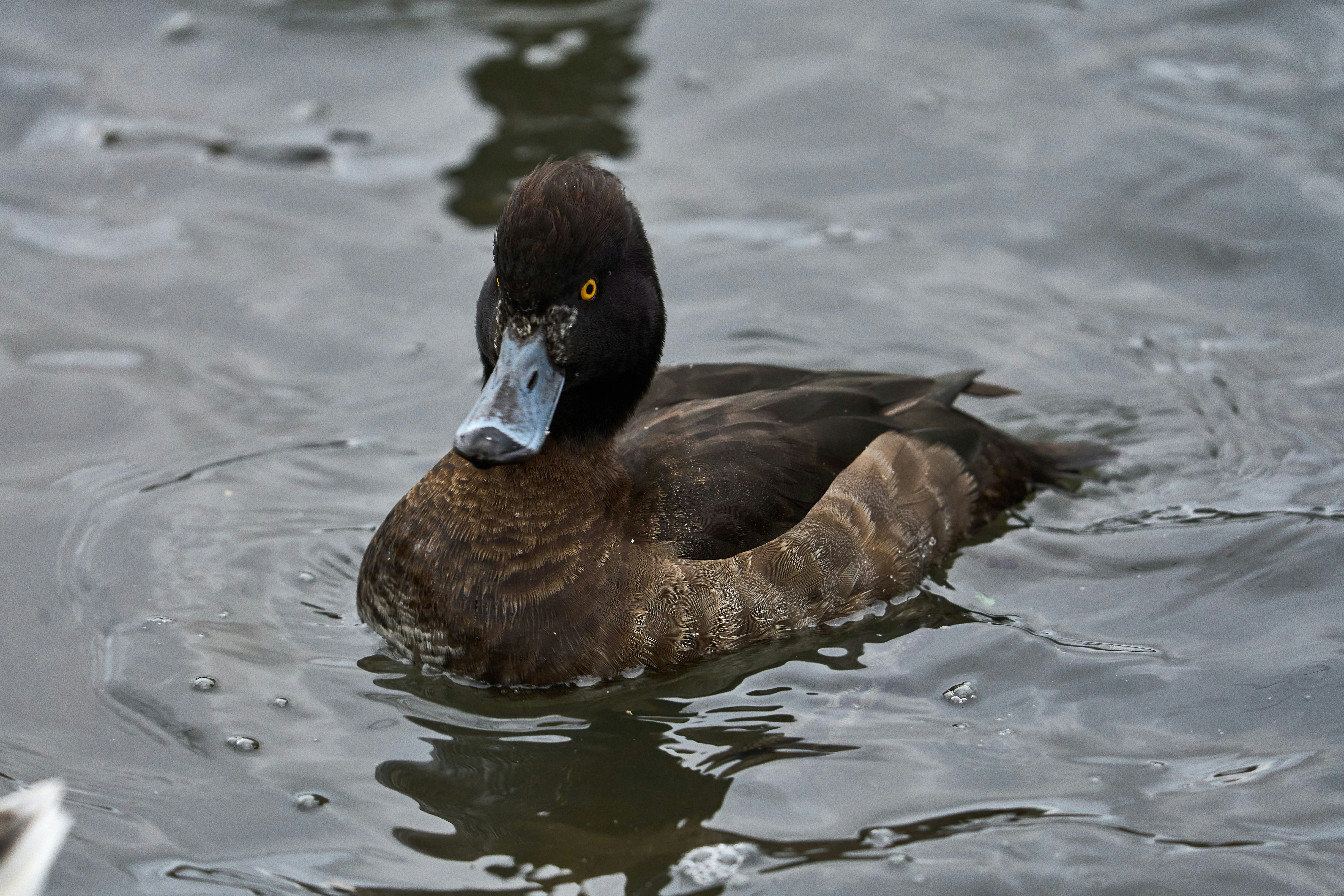 Photo by wolfgang_hasselmann