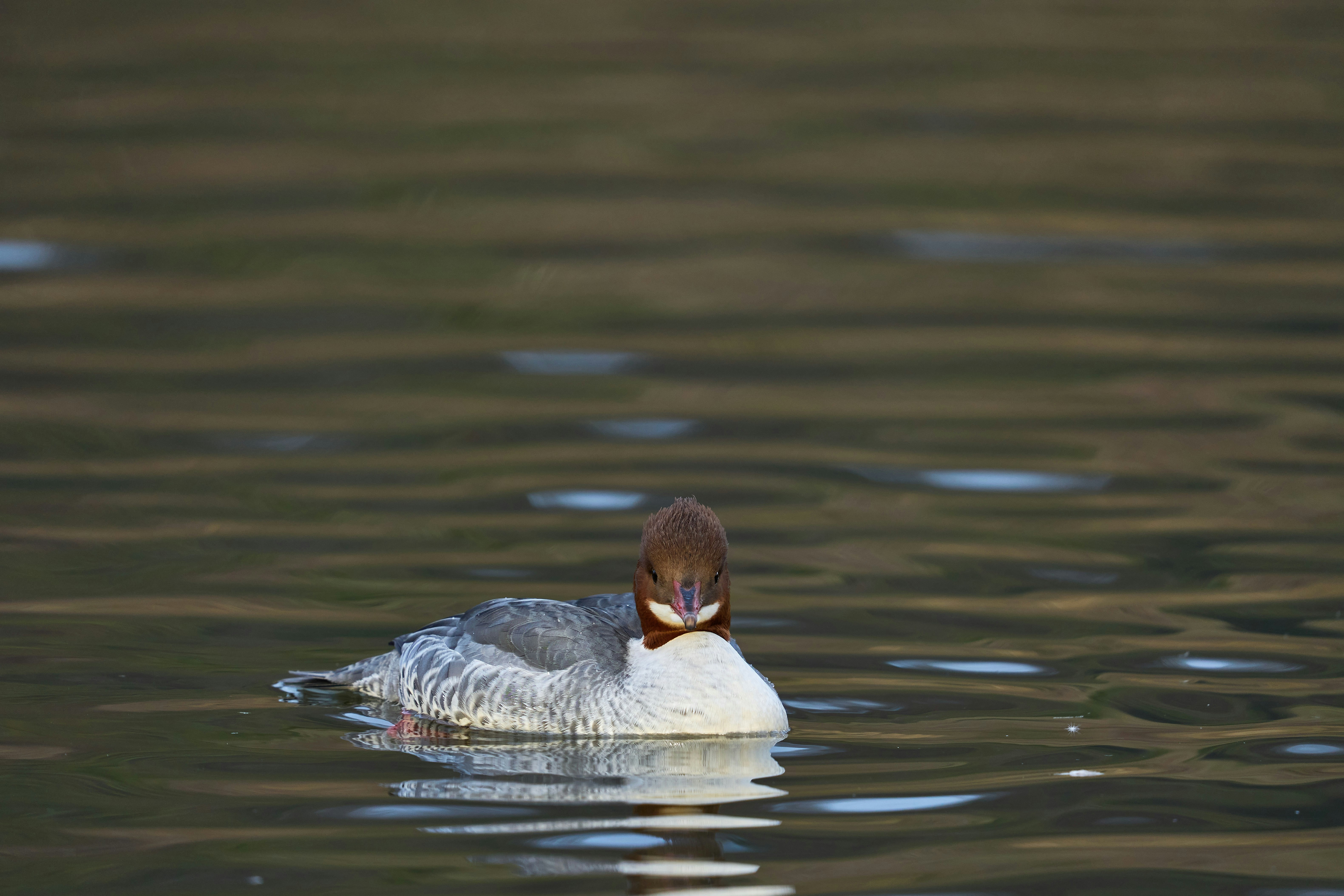 Photo by wolfgang_hasselmann