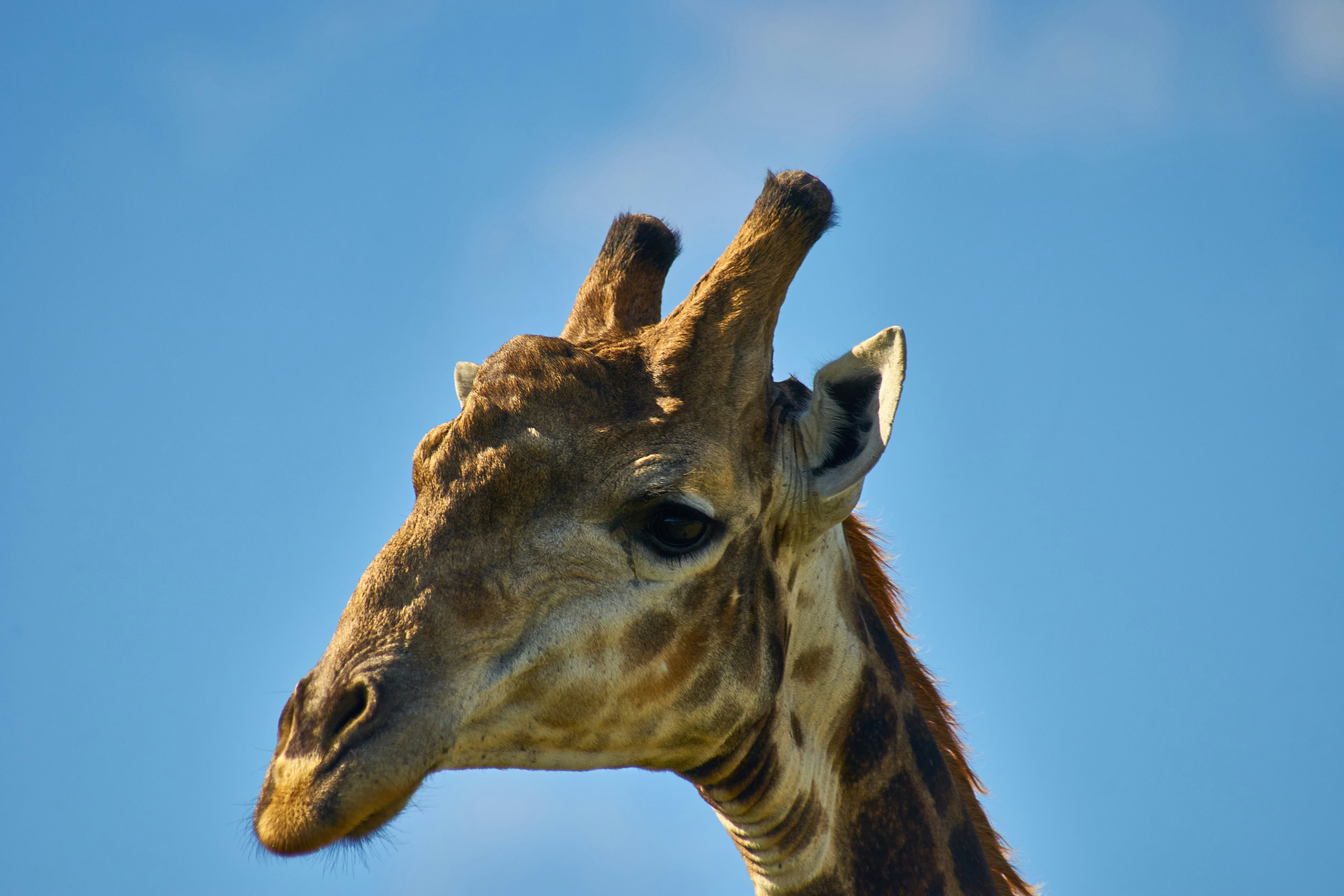 Photo by wolfgang_hasselmann