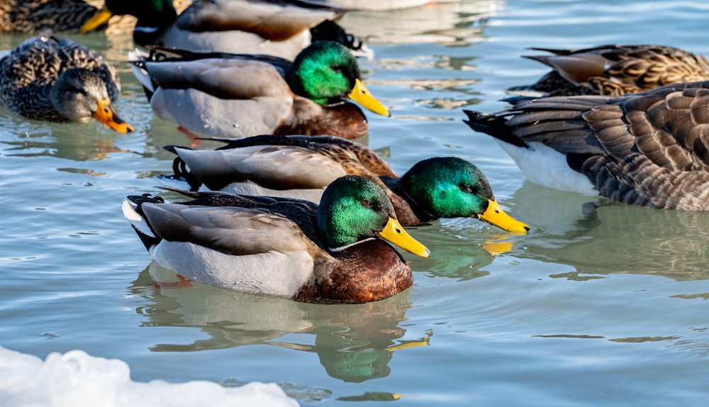 a group of ducks floating on top of a body of water