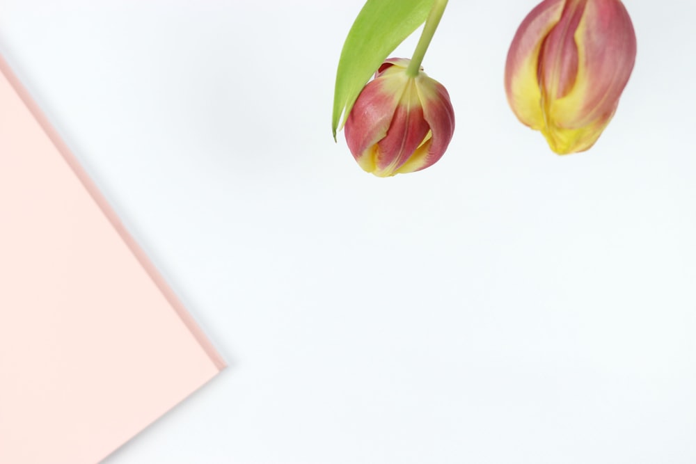 two tulips on a white and pink background