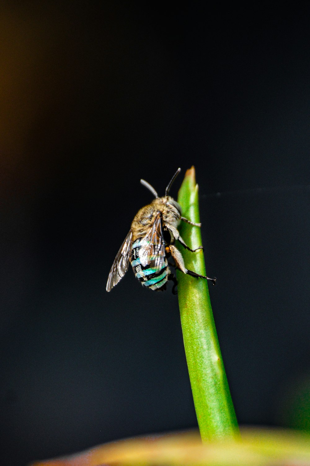 a fly sitting on top of a green leaf