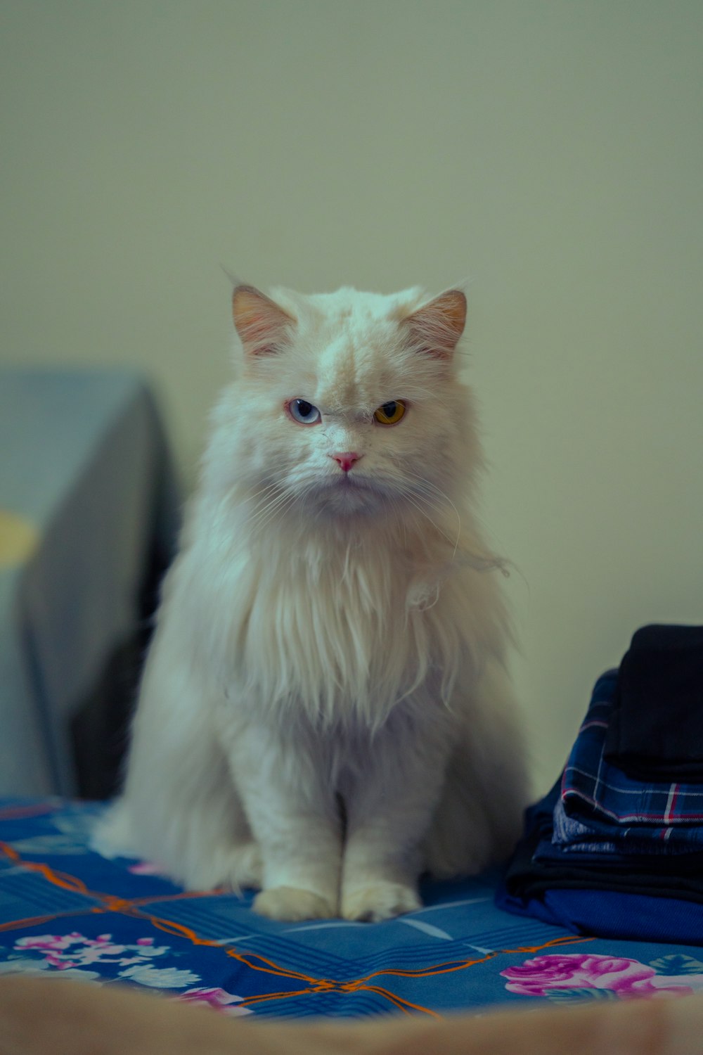 a white cat sitting on top of a bed