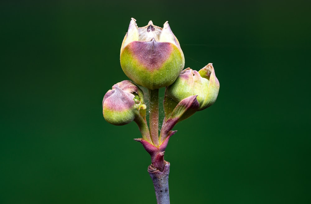a close up of a flower bud with a green background