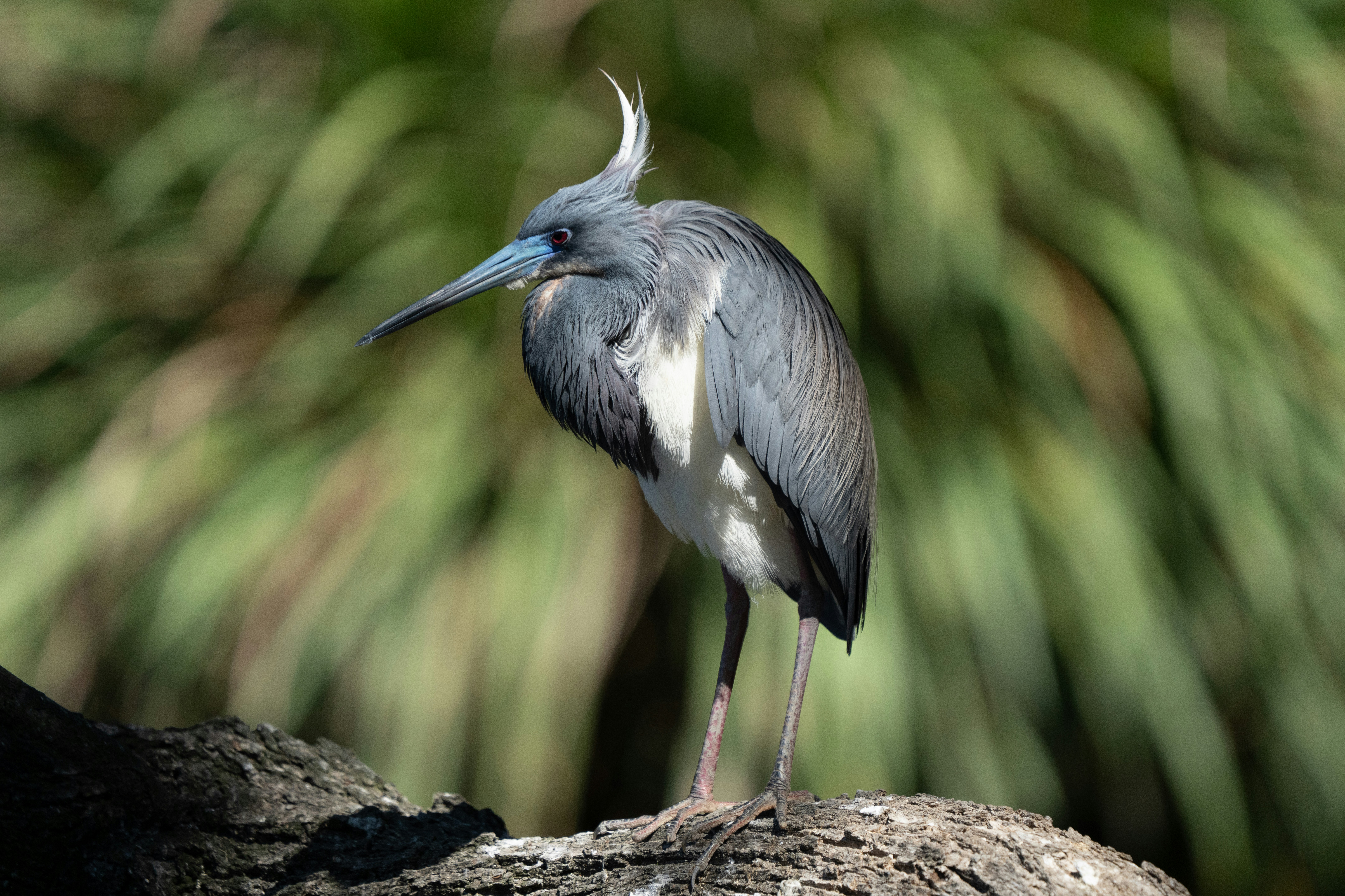 a bird is standing on a tree branch