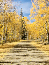 A bright path leading forward, surrounded by autumn leaves, representing new professional journeys