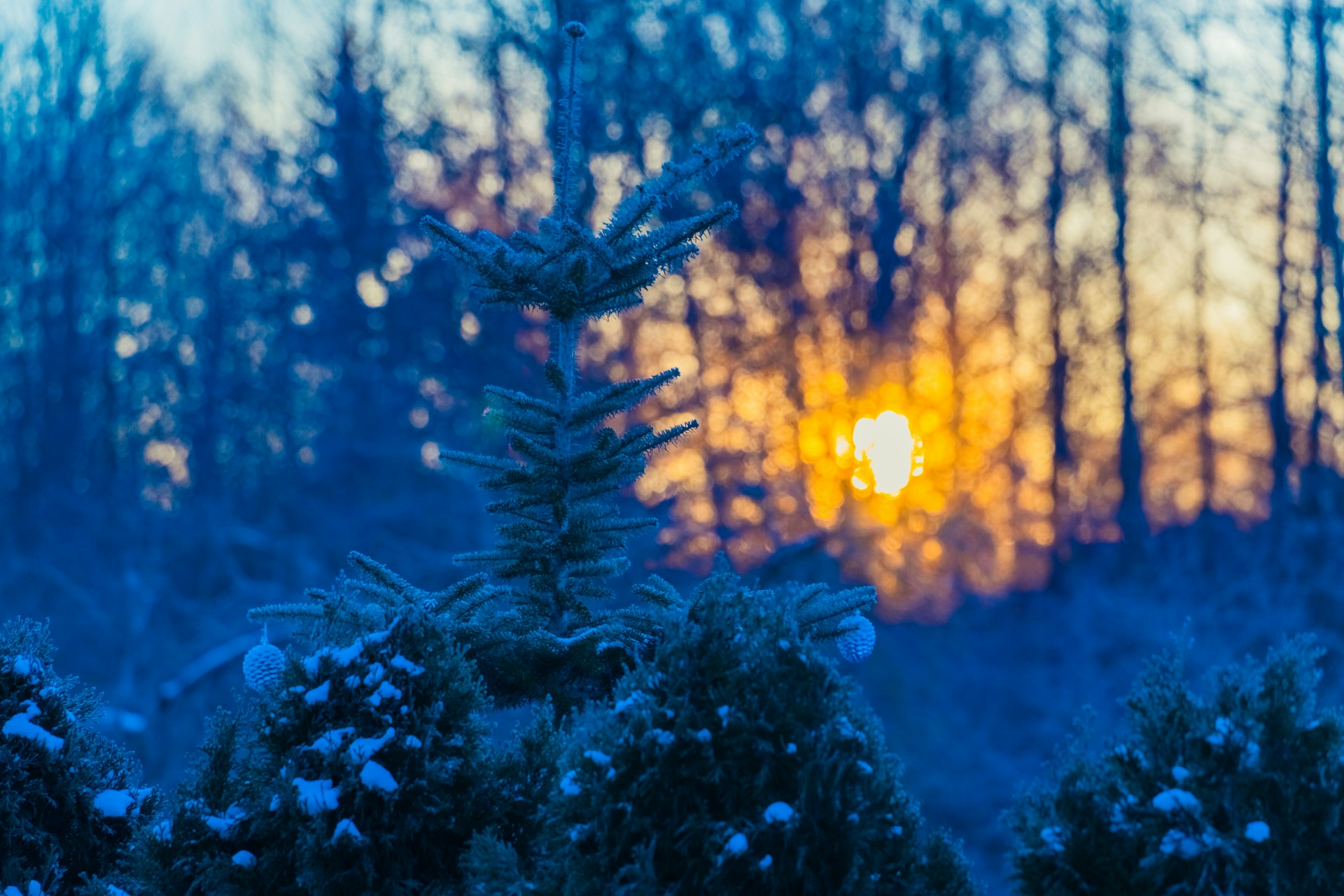 the sun is setting in the distance behind some trees