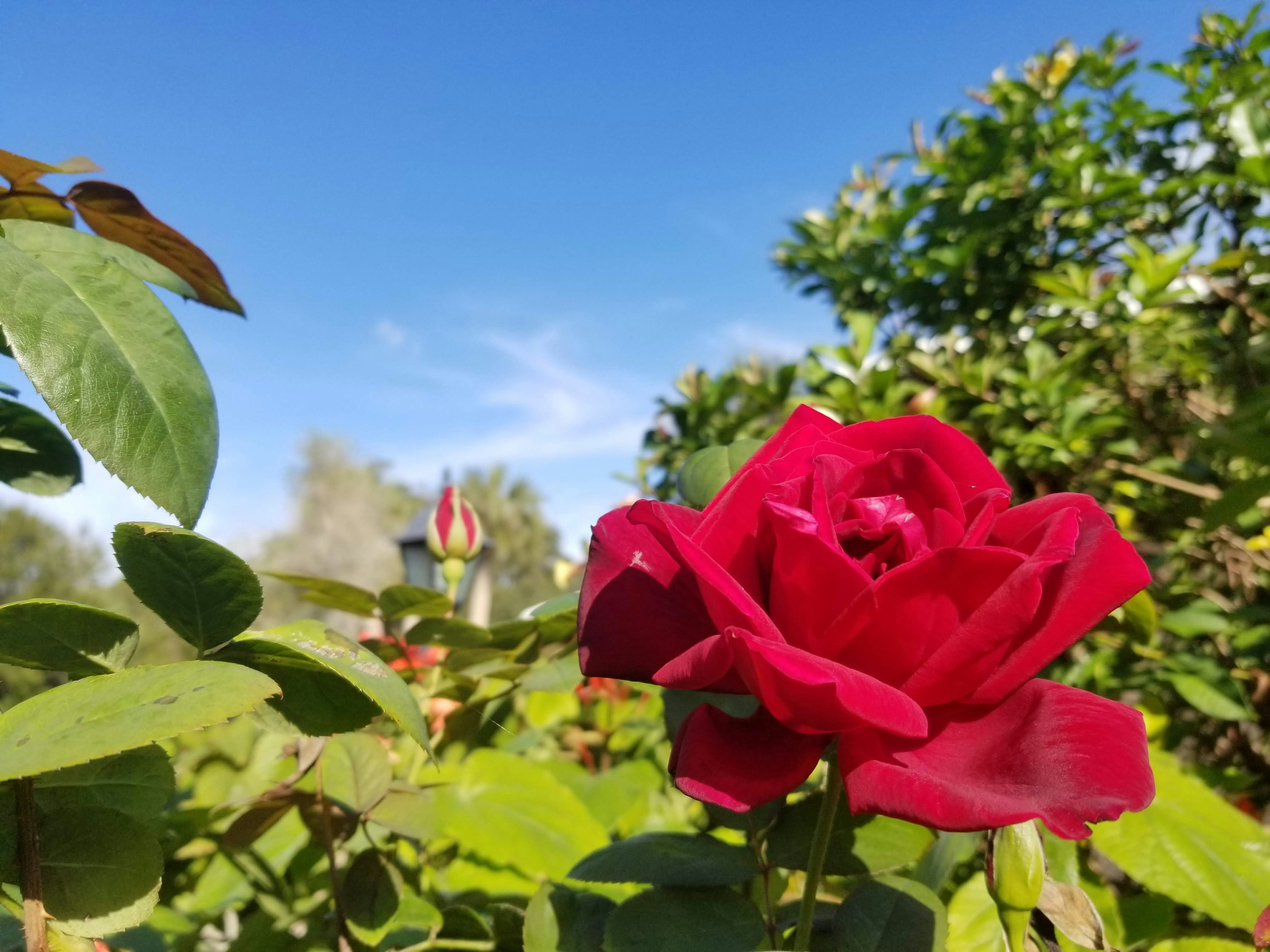 Photo by livinglinda