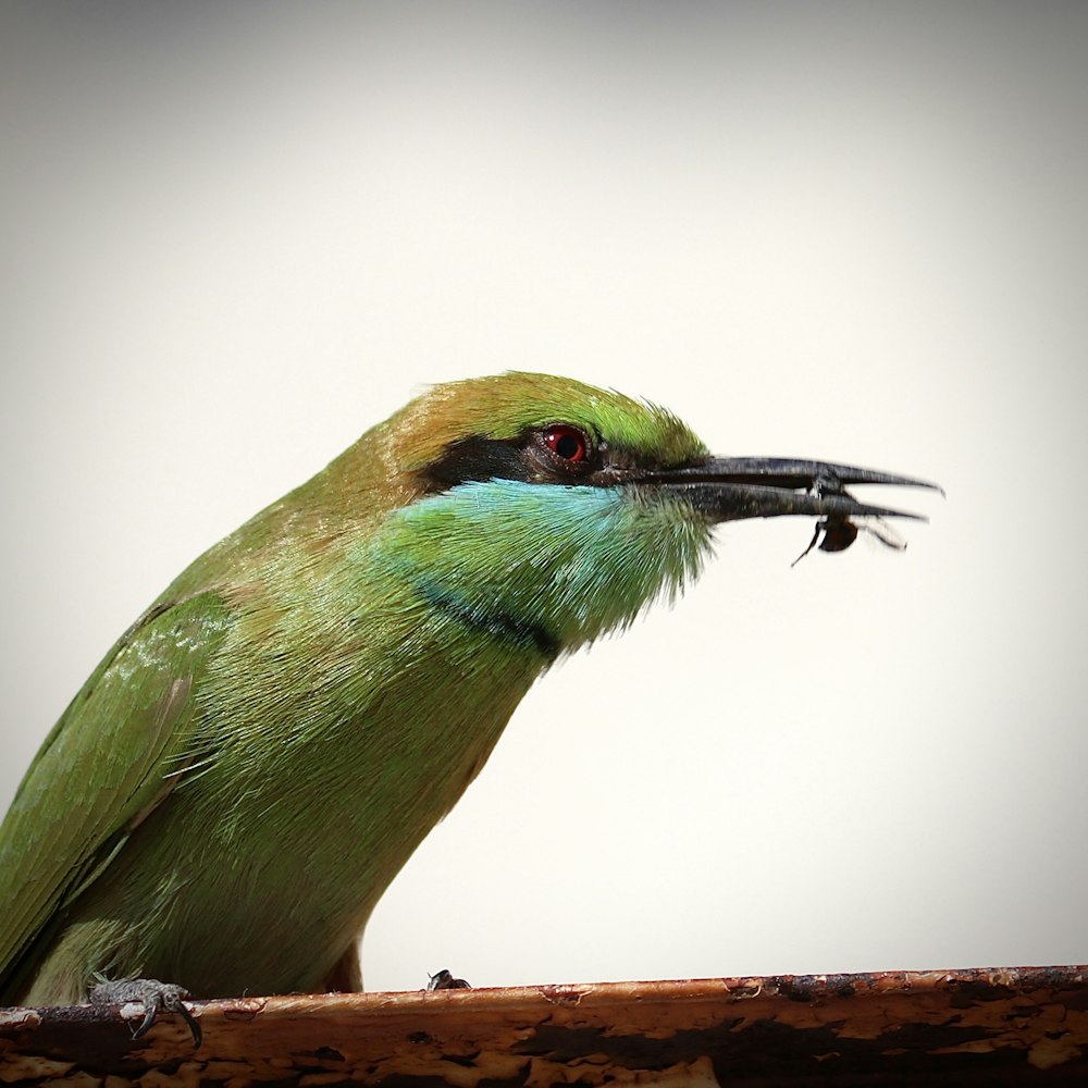 a green and blue bird with a worm in it's mouth