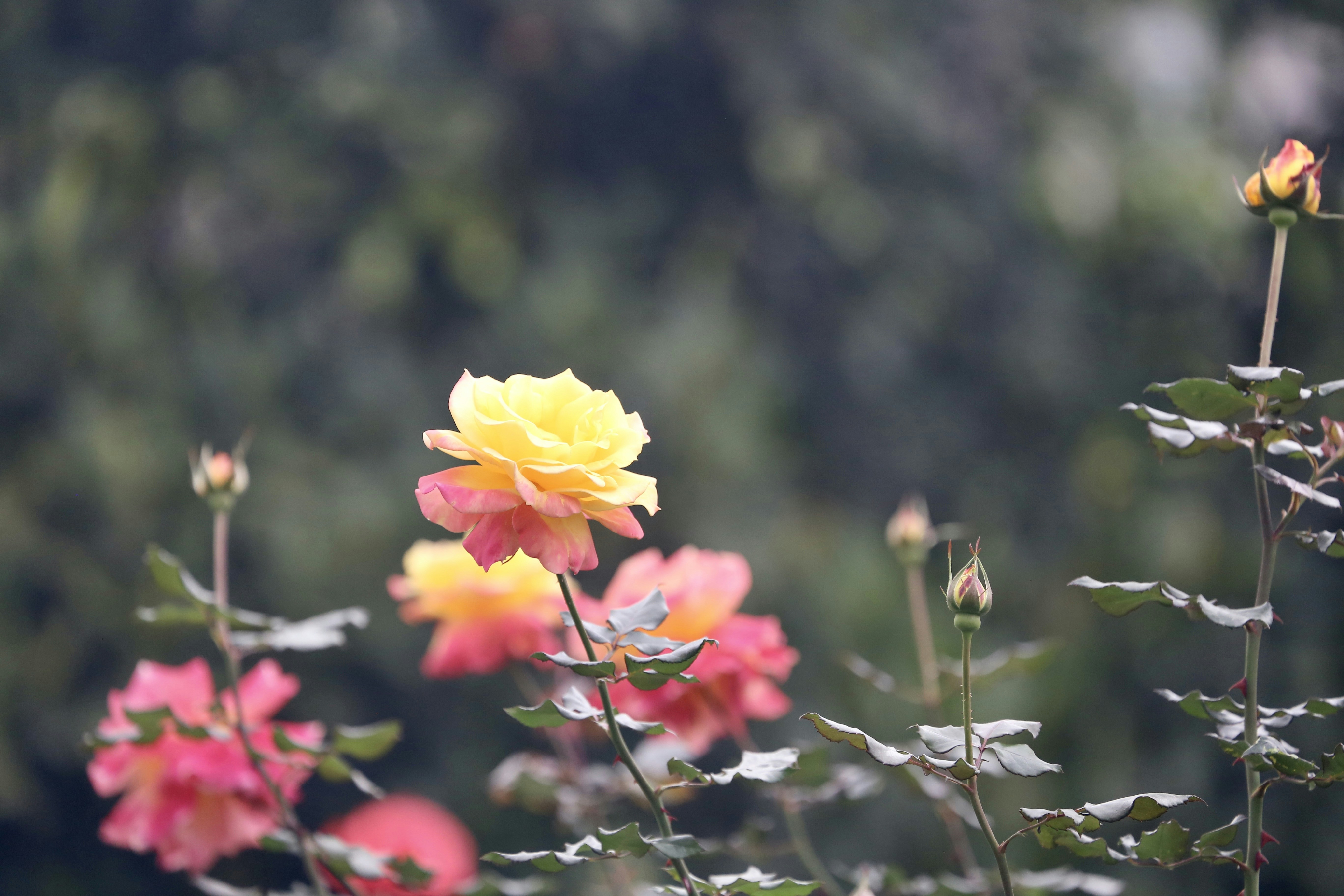 Photo by dickenslin76