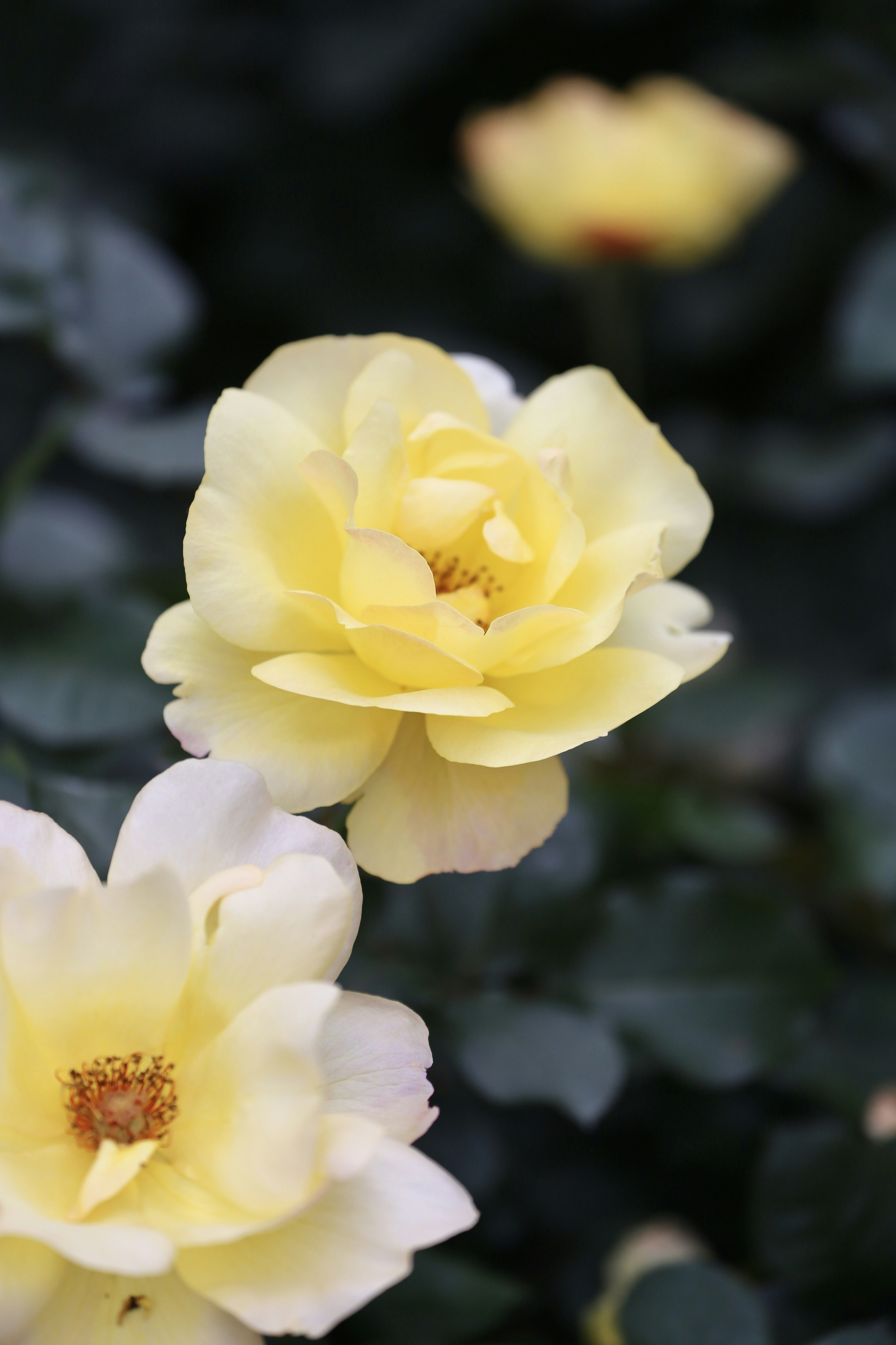 Photo by dickenslin76