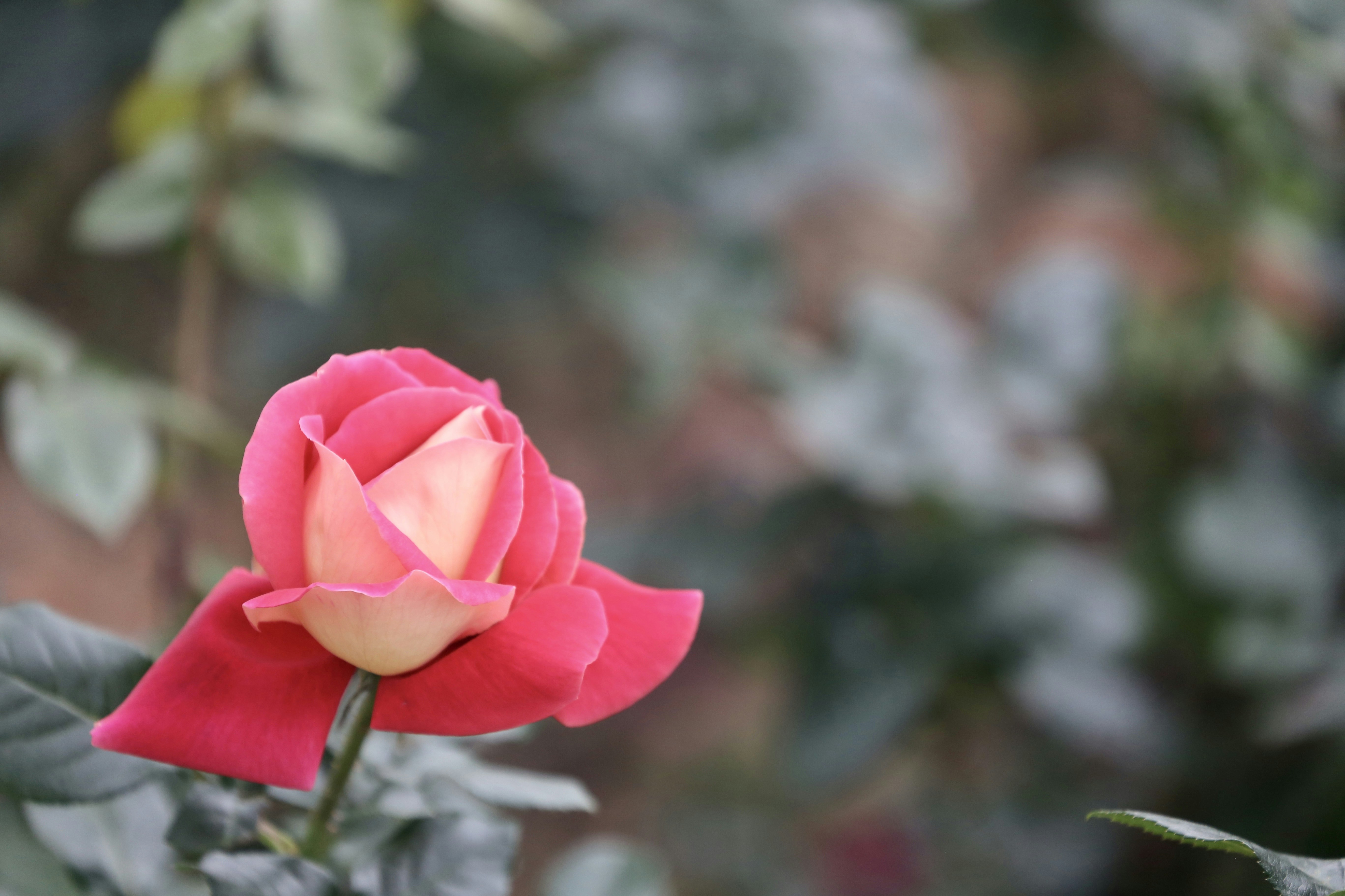 Photo by dickenslin76