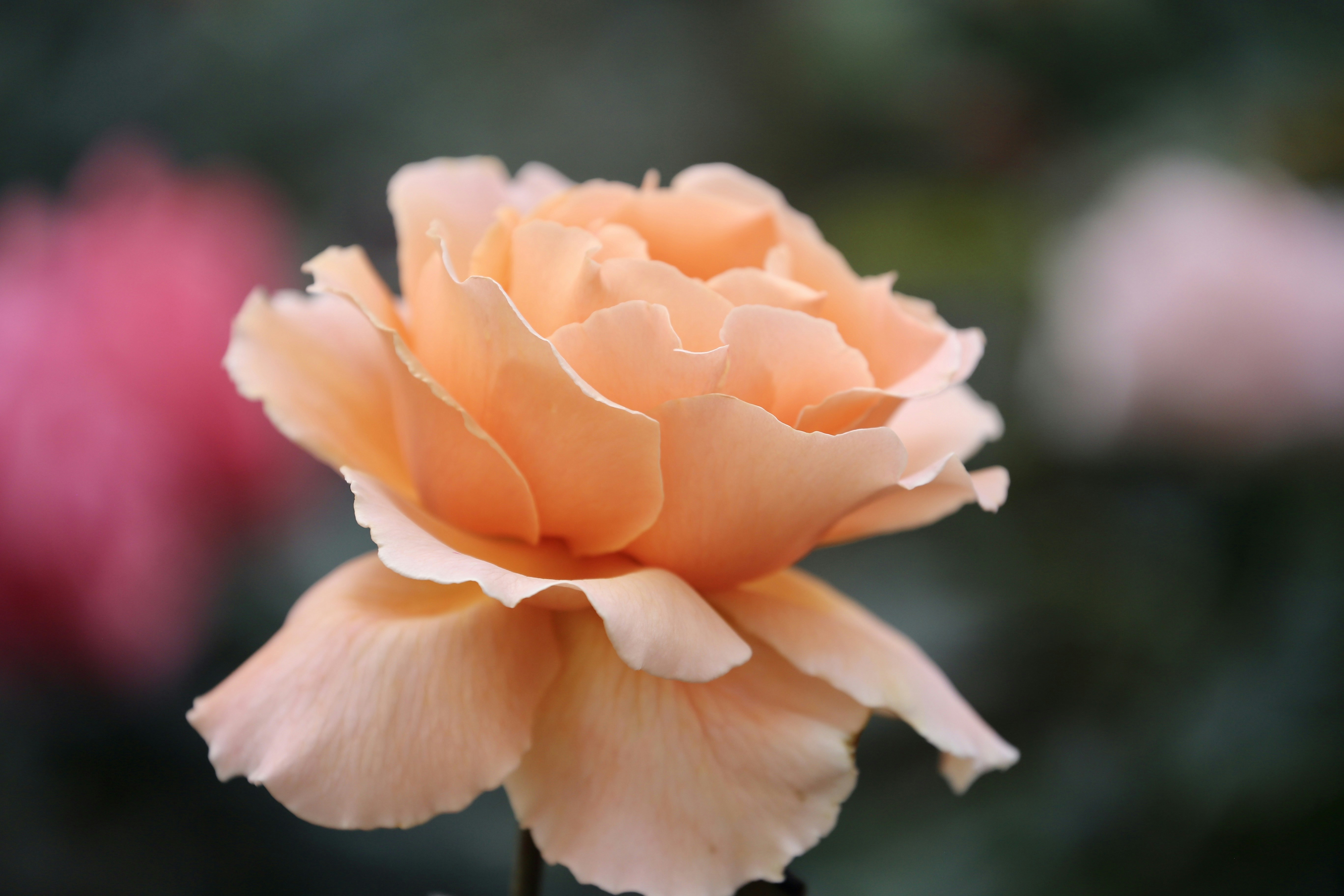 Photo by dickenslin76