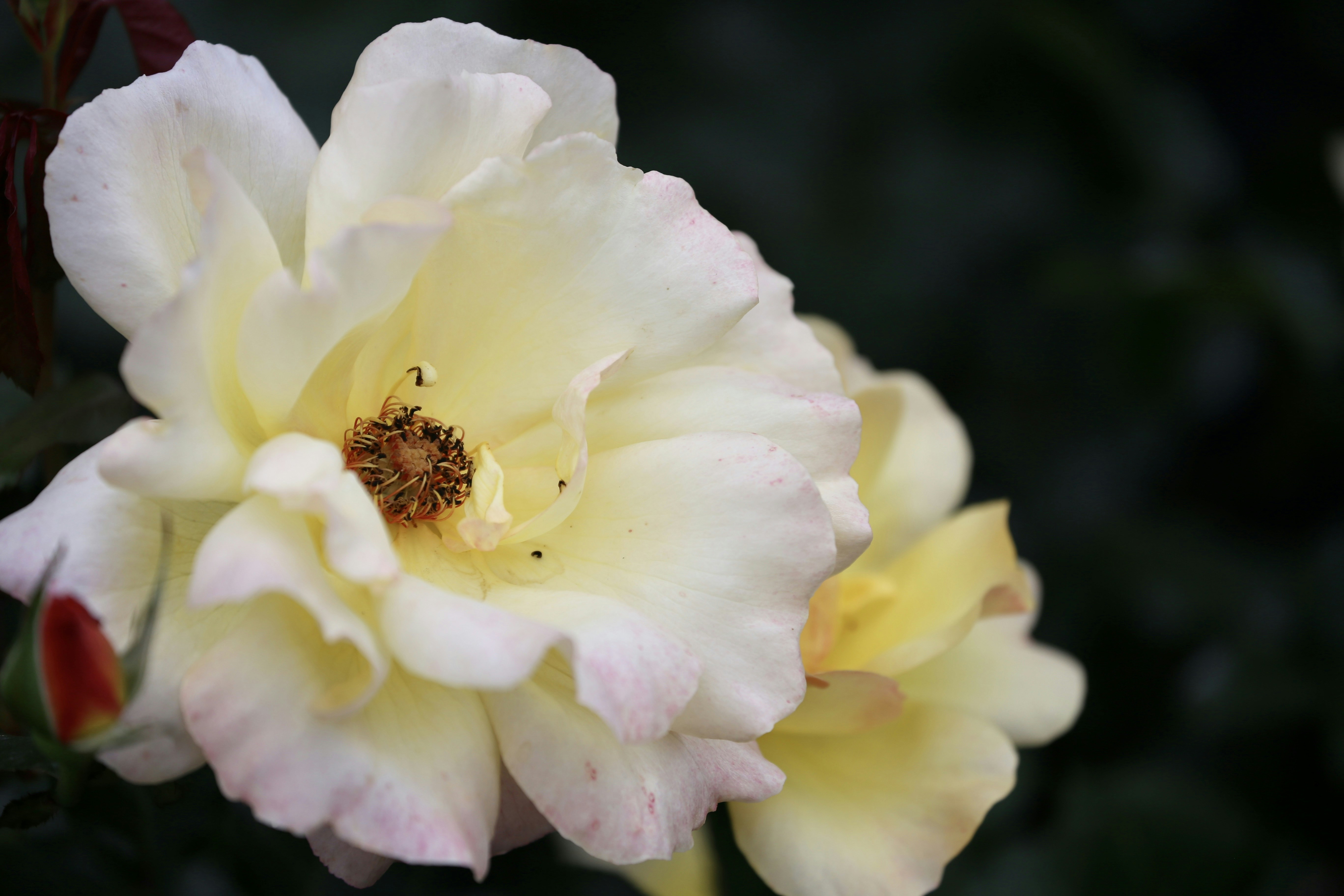 Photo by dickenslin76