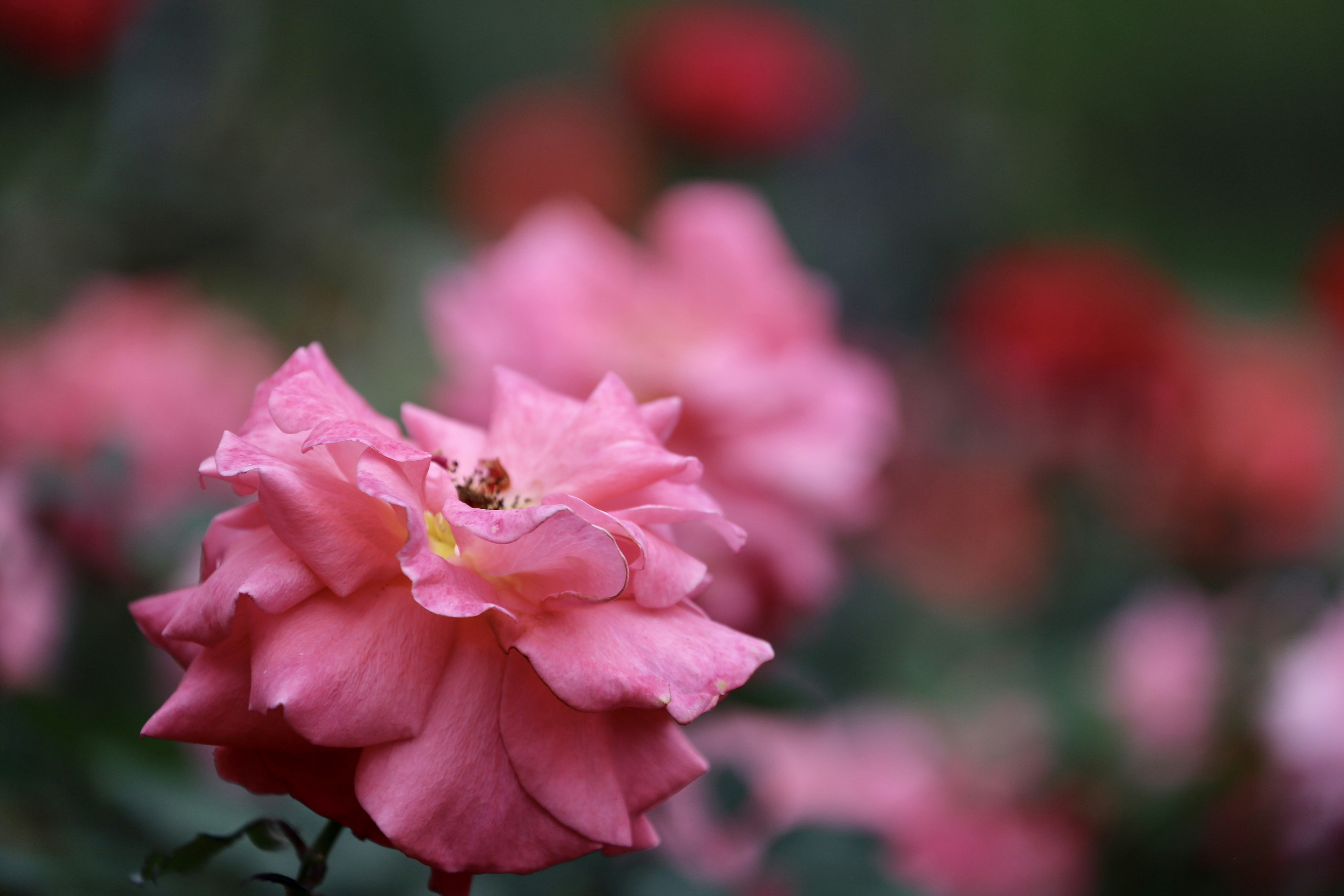 Photo by dickenslin76