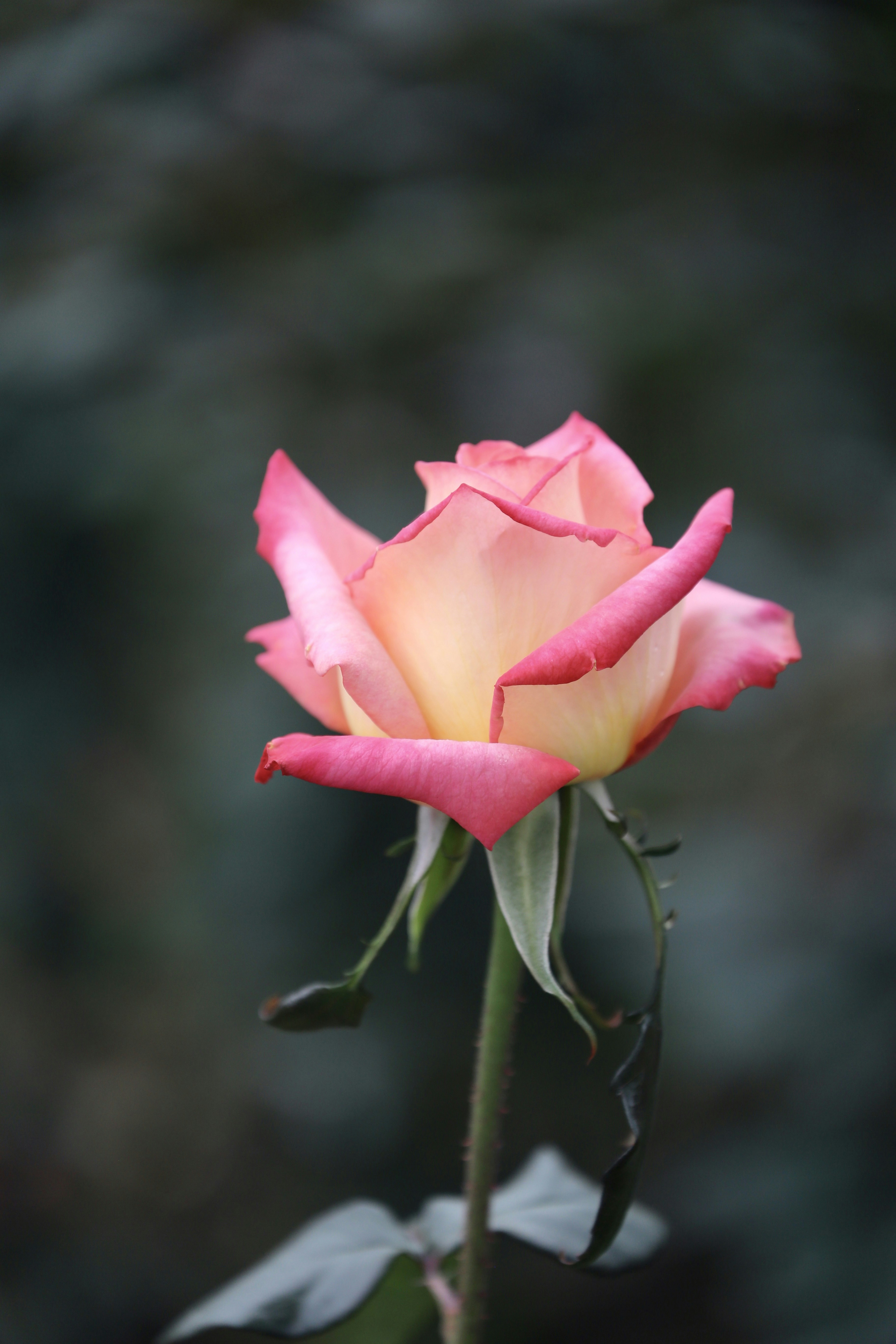 Photo by dickenslin76