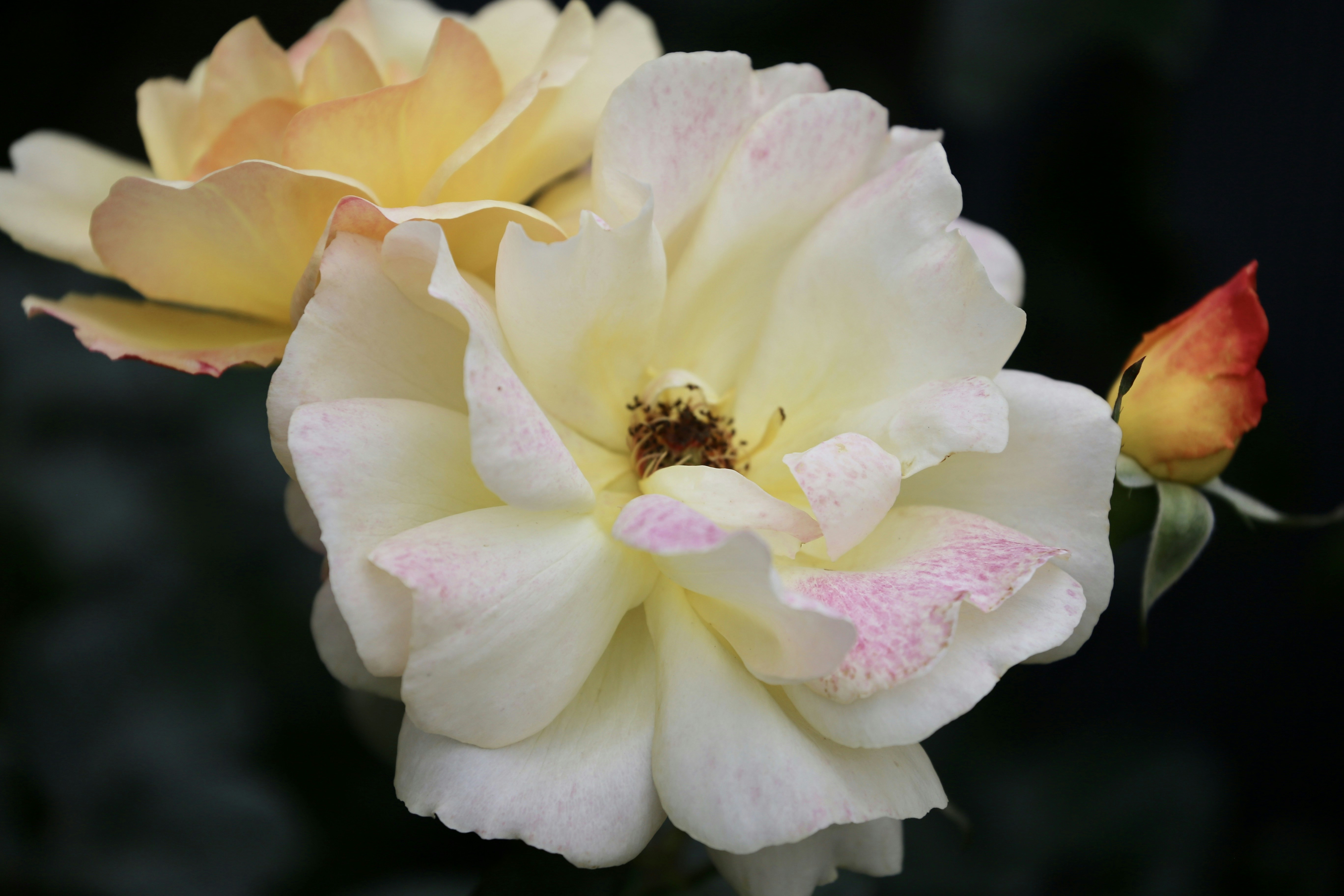 Photo by dickenslin76