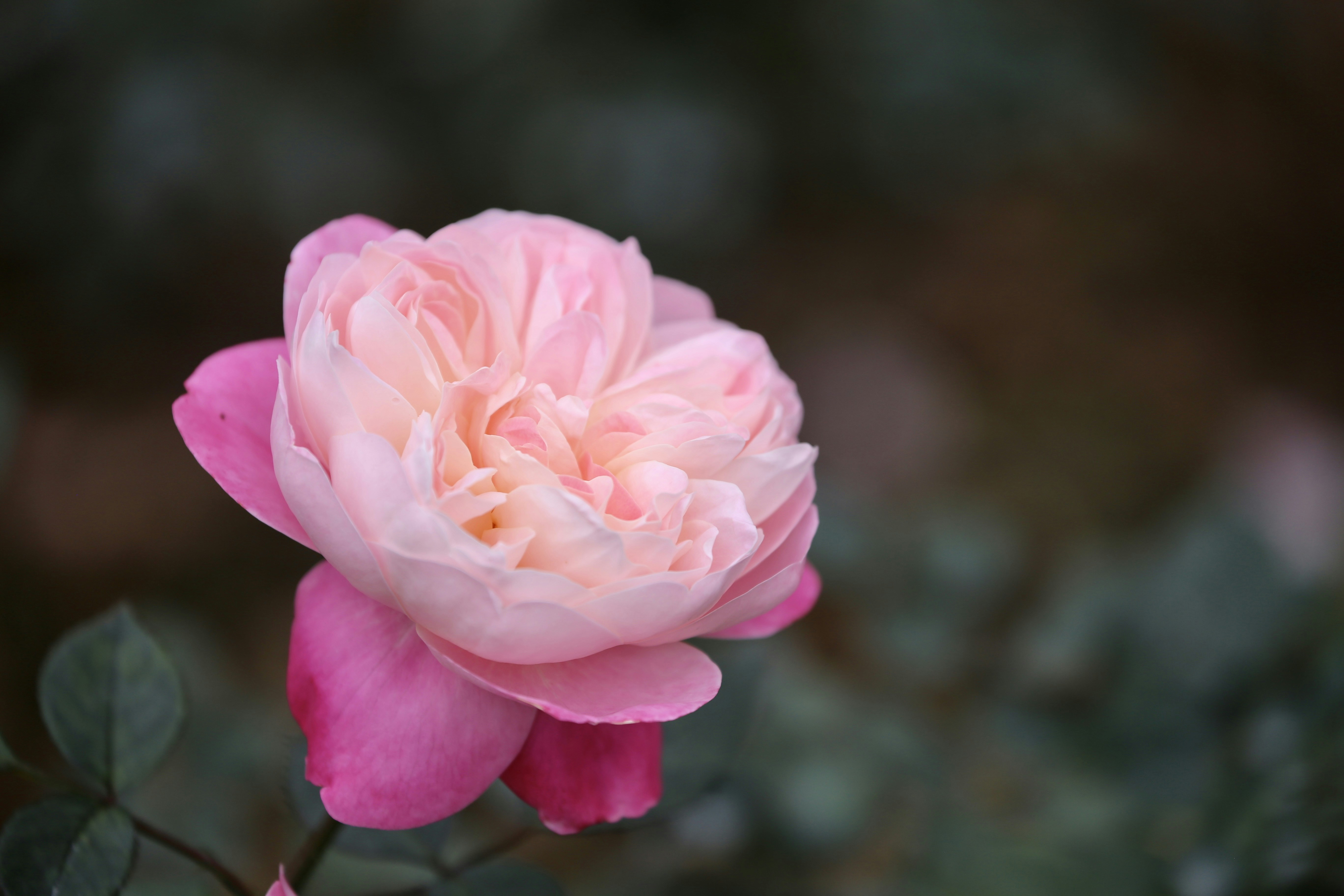 Photo by dickenslin76