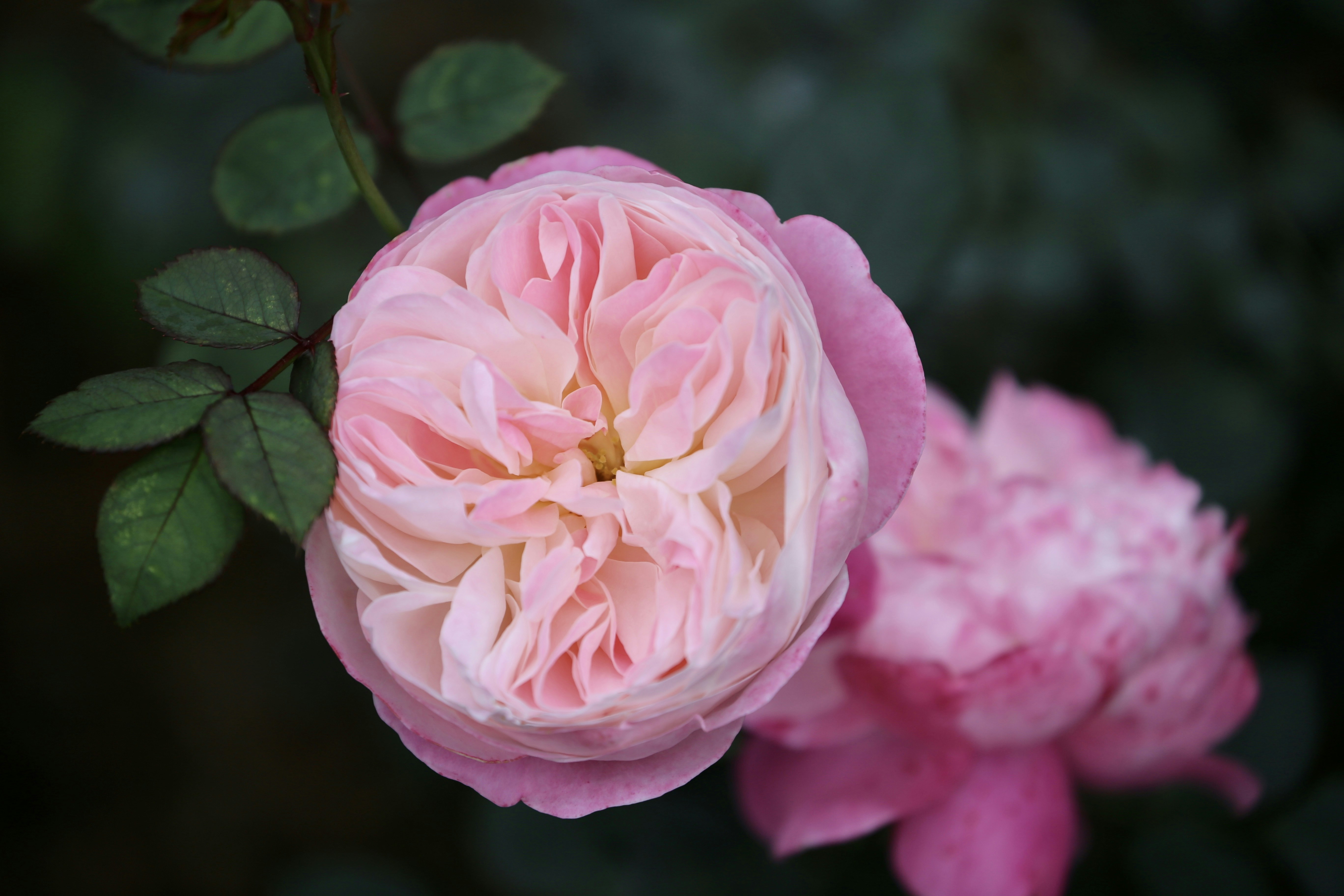 Photo by dickenslin76