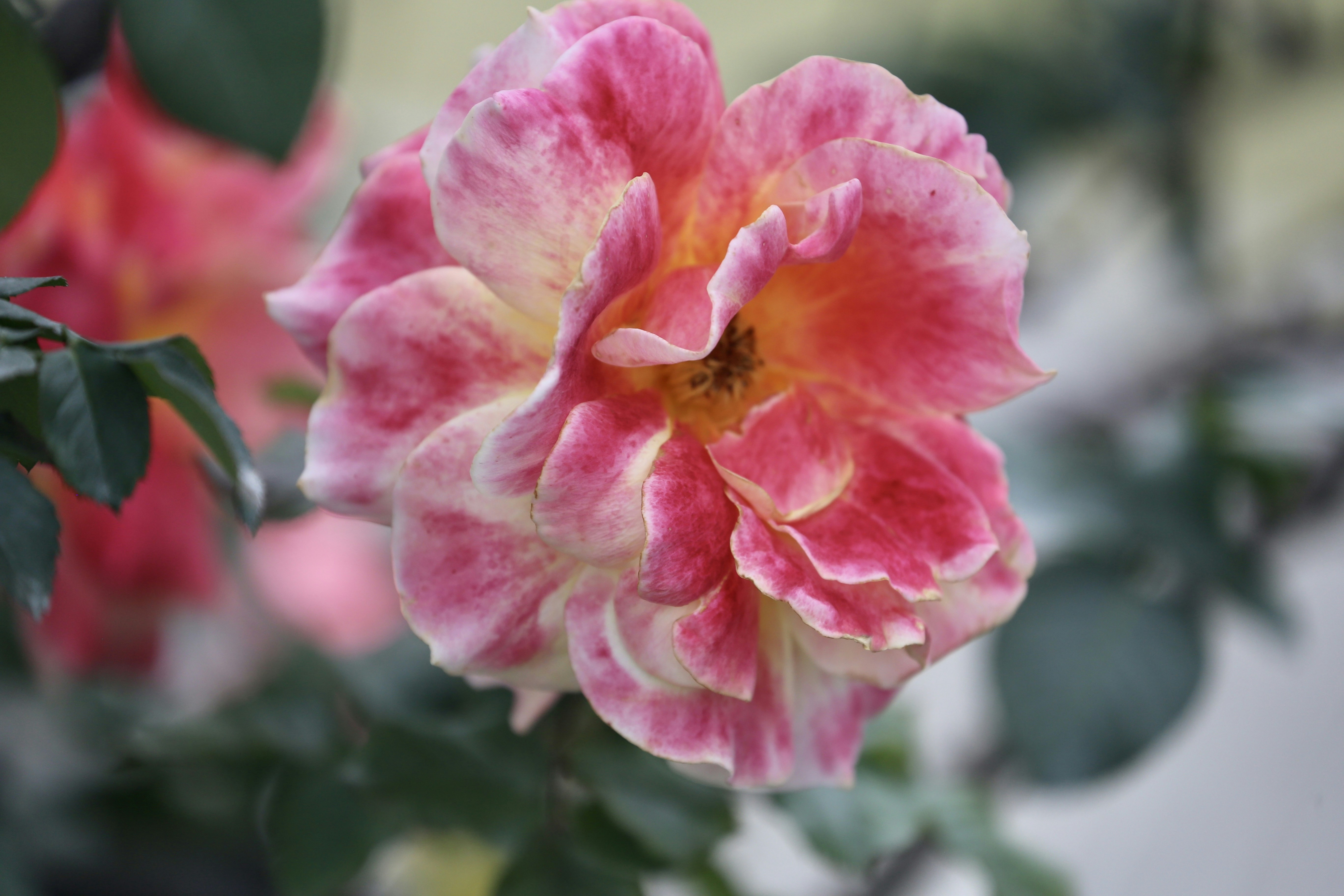 Photo by dickenslin76