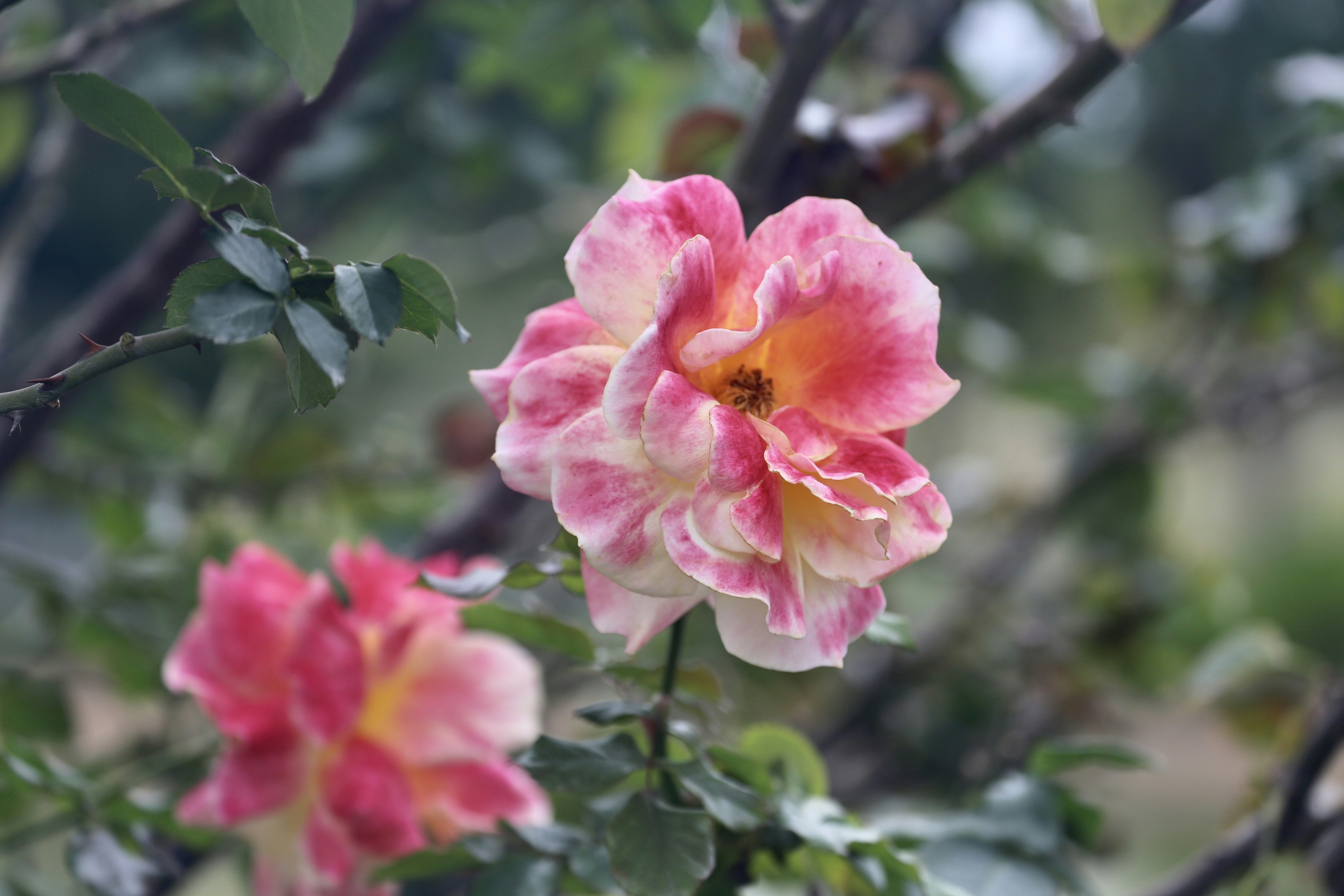 Photo by dickenslin76