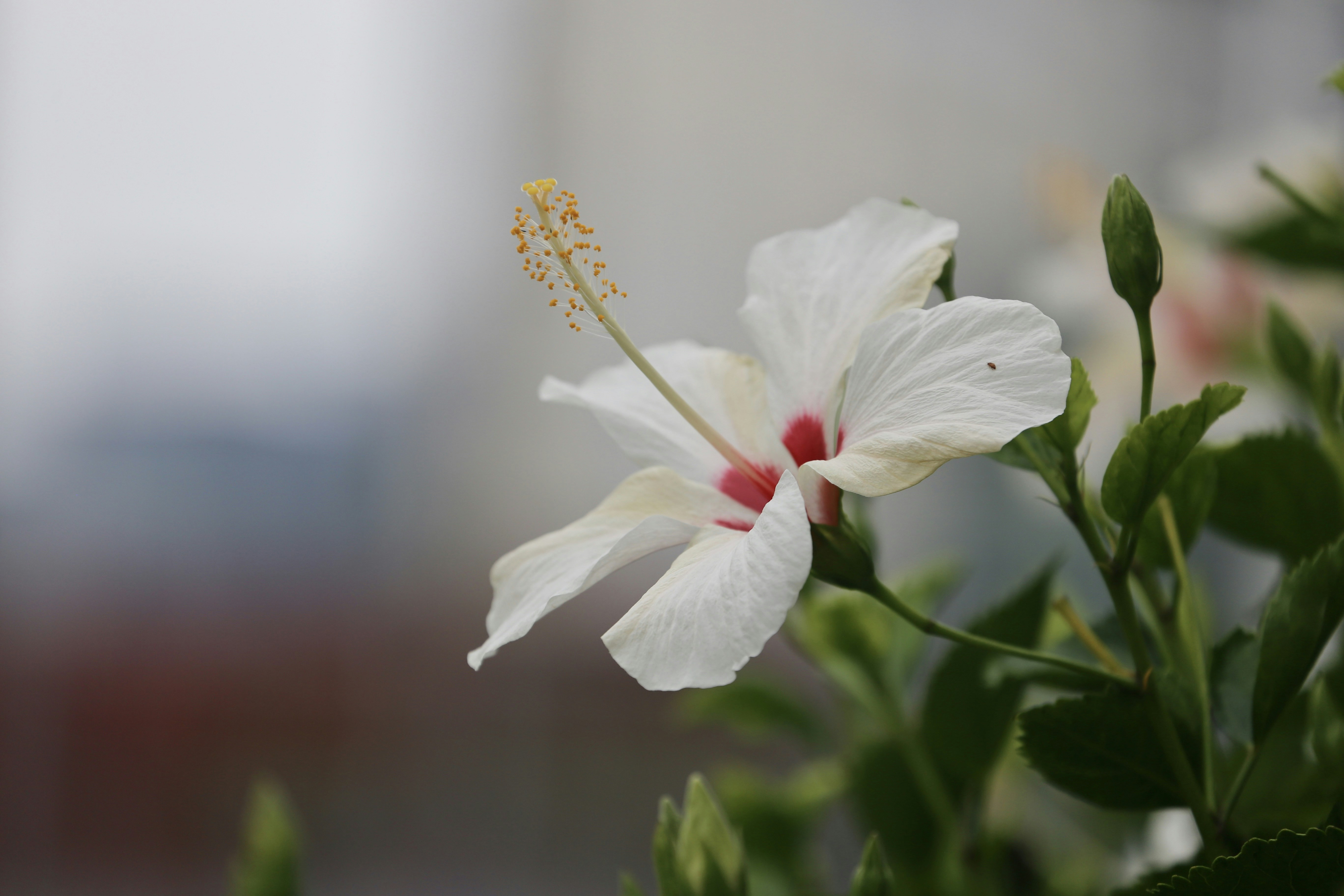 Photo by dickenslin76