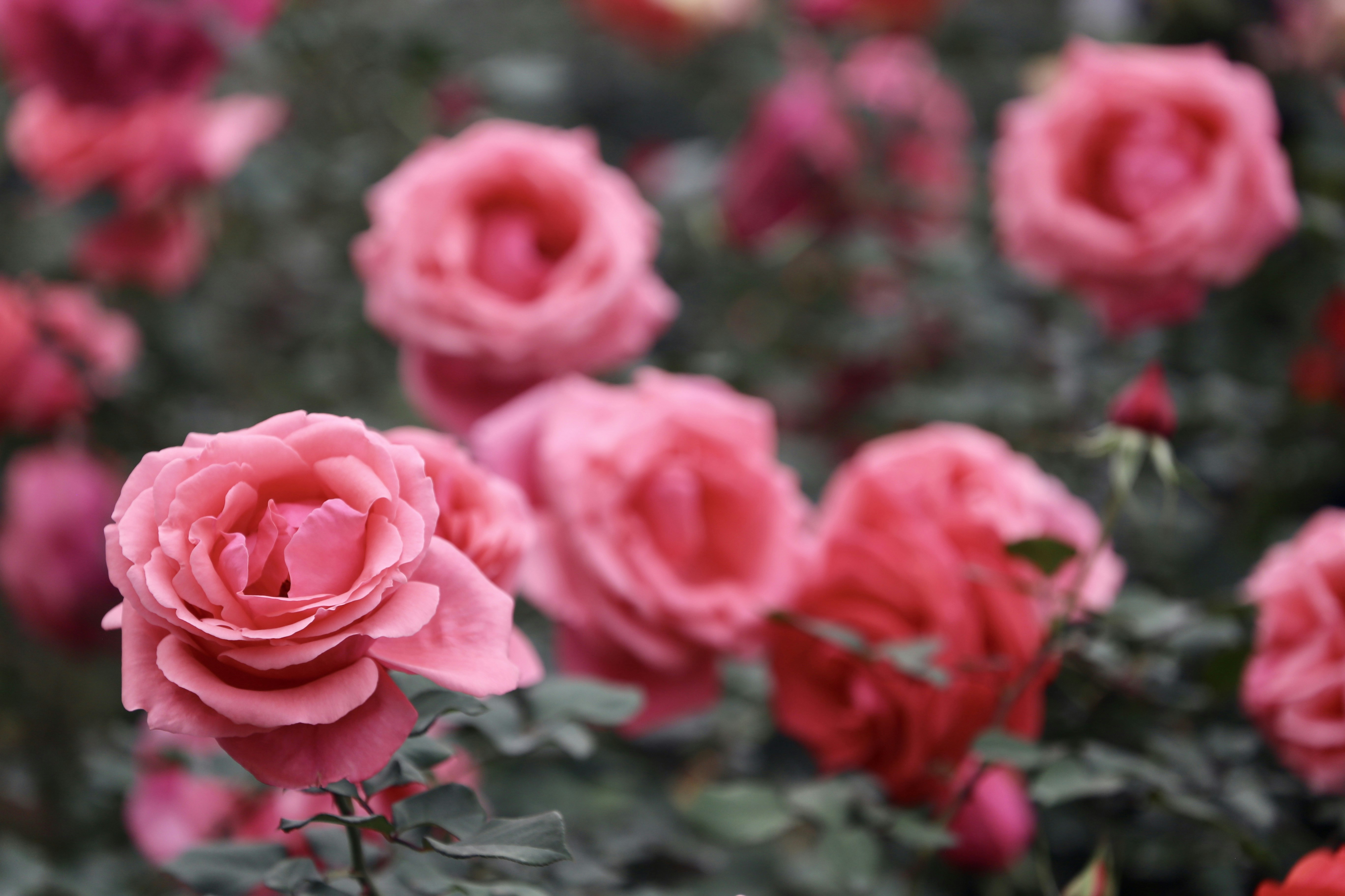 Photo by dickenslin76