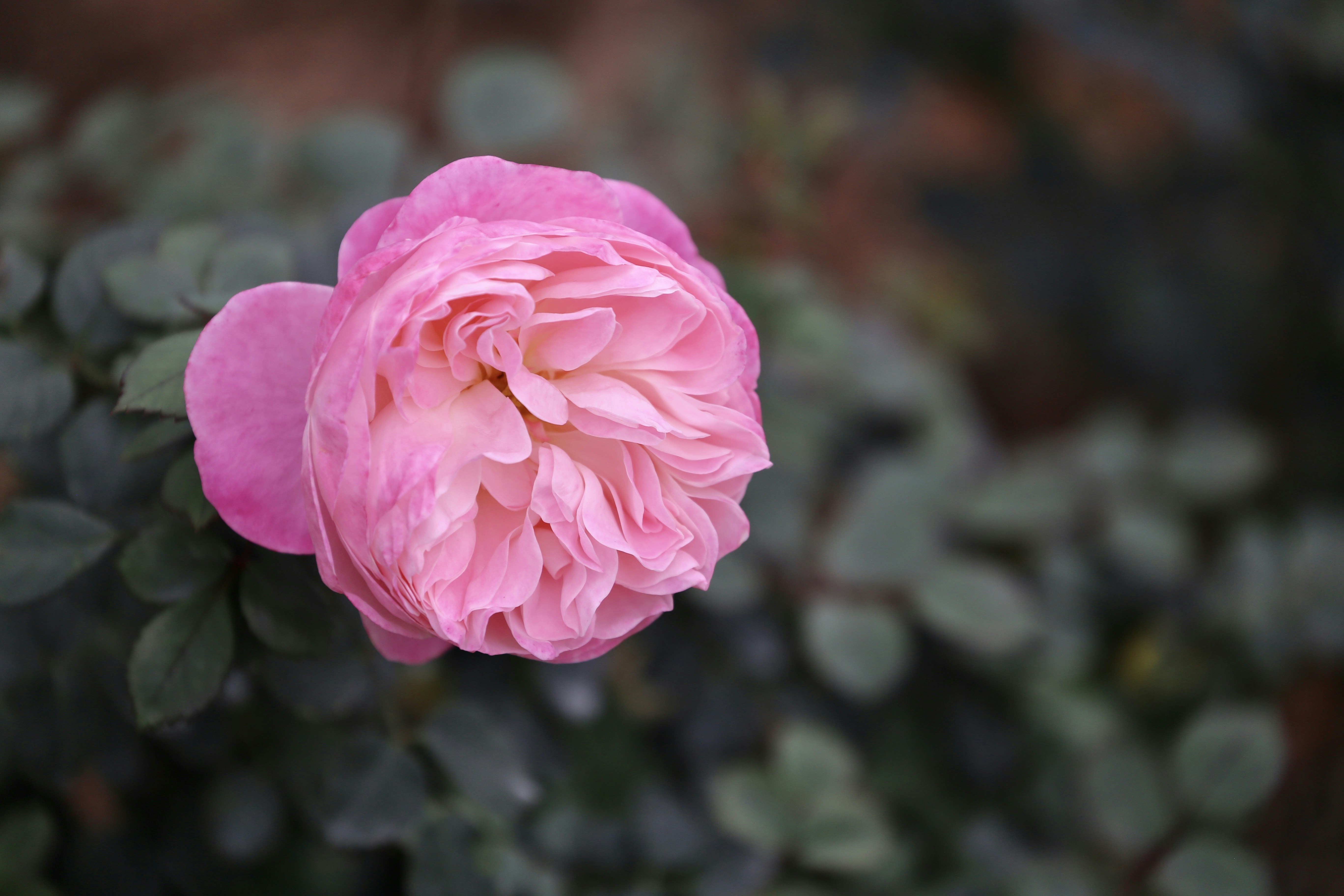 Photo by dickenslin76