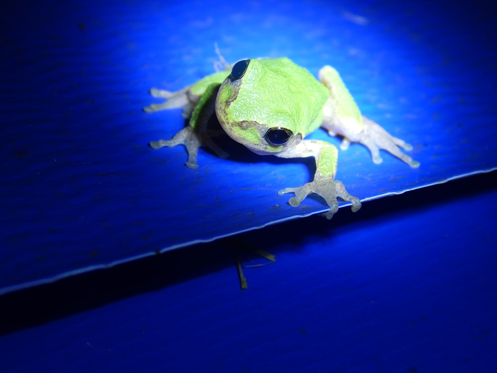 a green frog sitting on top of a blue surface