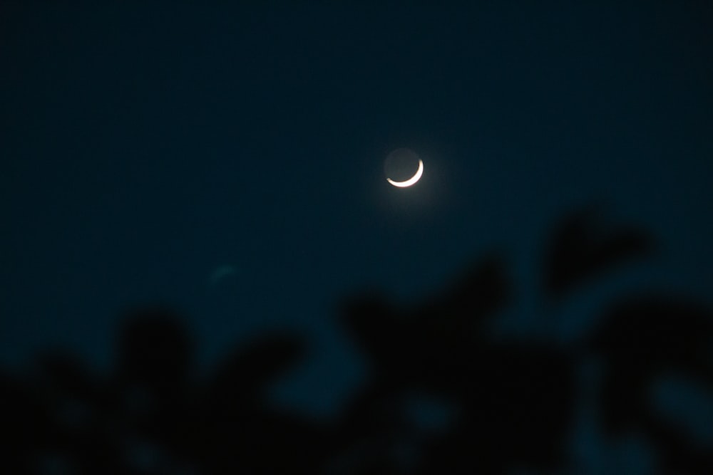 the moon is seen through the branches of a tree