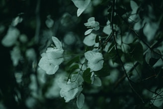White flowers with soft petals are surrounded by dark green leaves, creating a tranquil and natural composition. The image is focused on a few clusters of flowers, with a blurred background that adds depth.