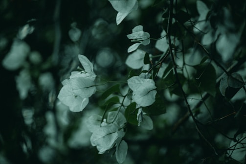 White flowers with soft petals are surrounded by dark green leaves, creating a tranquil and natural composition. The image is focused on a few clusters of flowers, with a blurred background that adds depth.