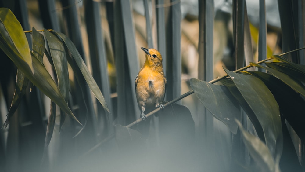 a small yellow bird perched on a tree branch