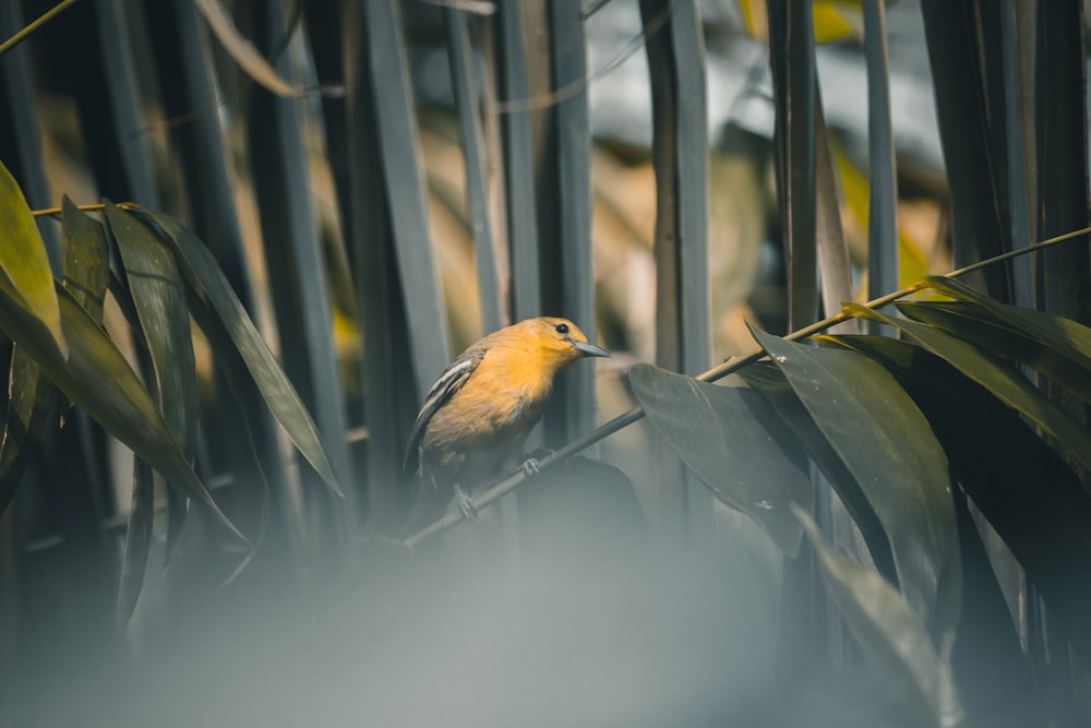 a small yellow bird perched on a tree branch