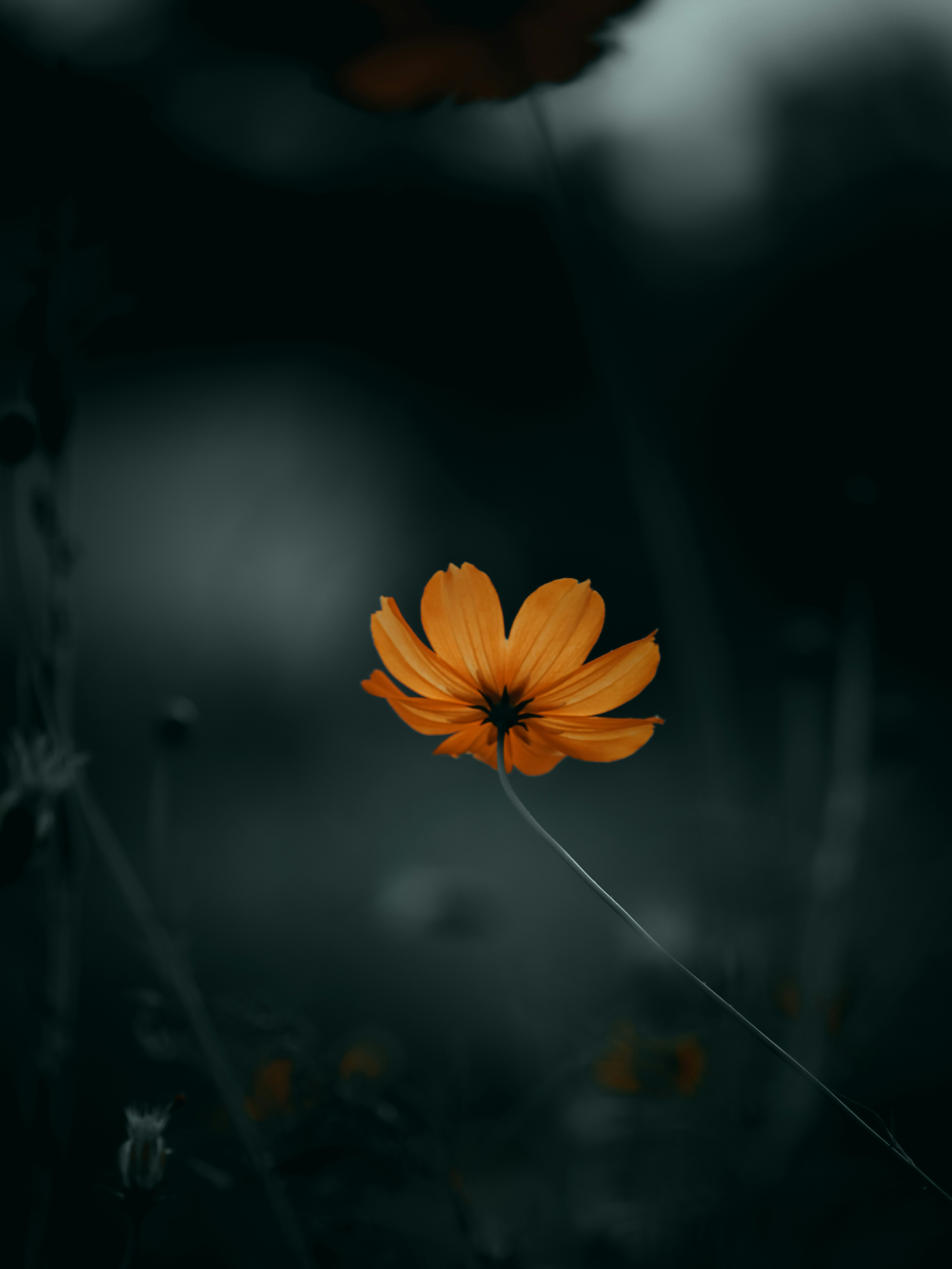 Photo by joshigrapher