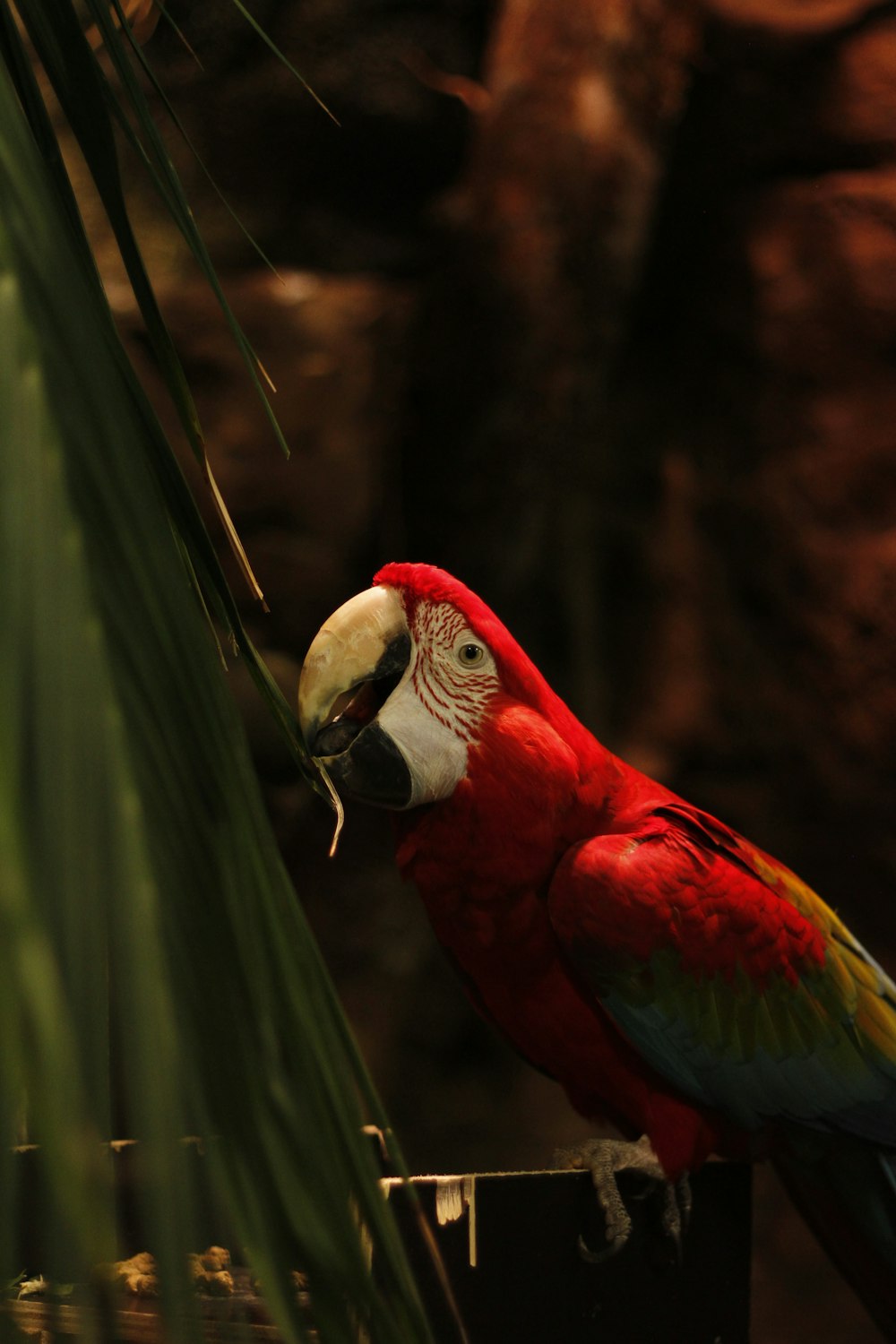 a red and green parrot perched on a palm tree