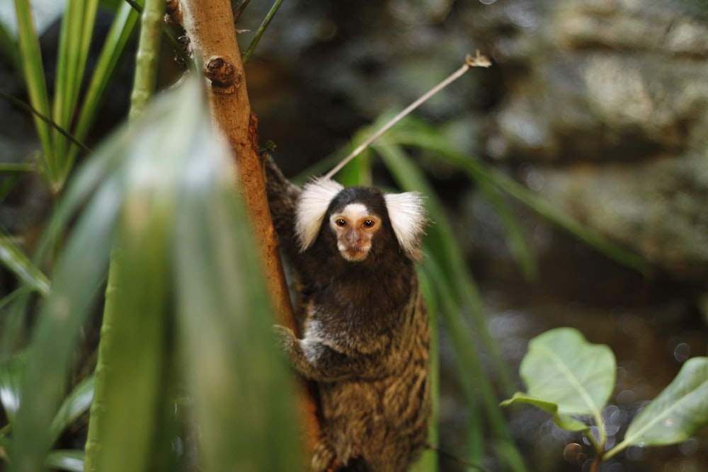 a small monkey hanging from a tree branch