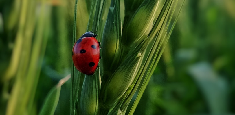 a ladybug sitting on top of a green plant